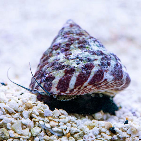 Saltwater Snails - Banded Trochus Snail