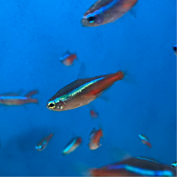Neon Tetra