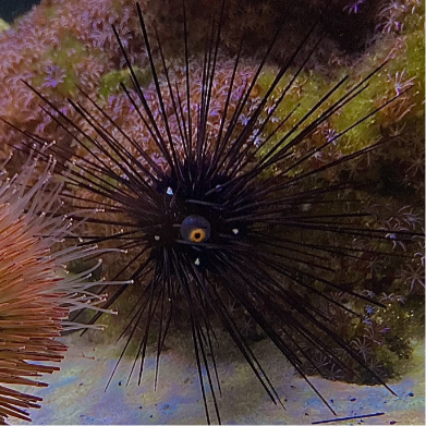 Longspine Urchin