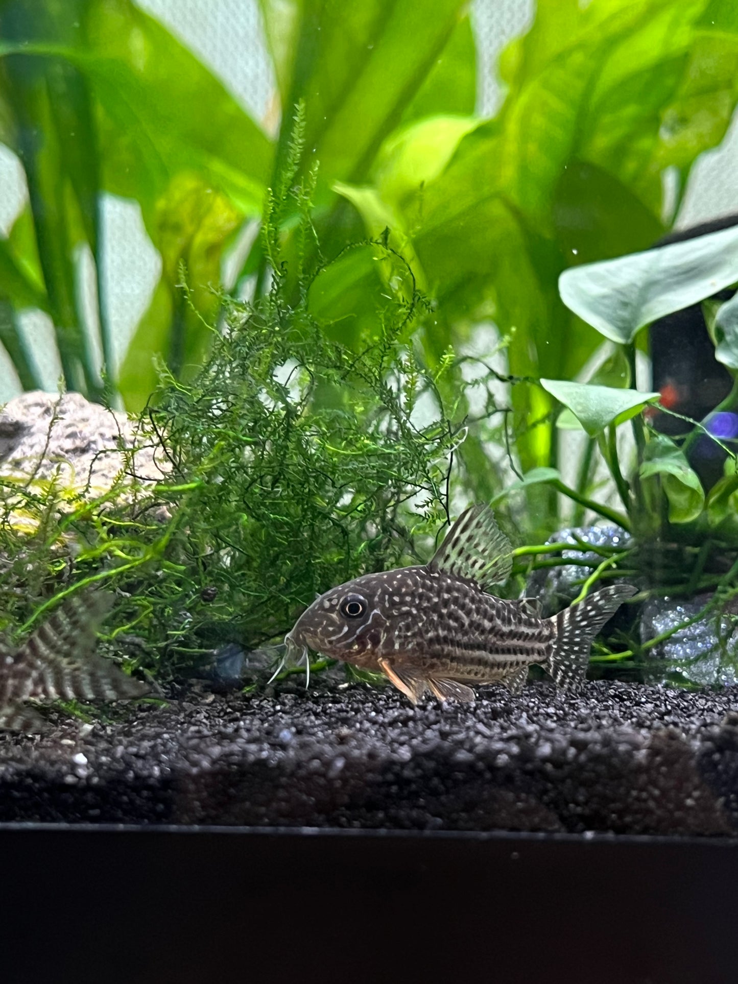 Water Change Service - YoCamron’s Aquatics