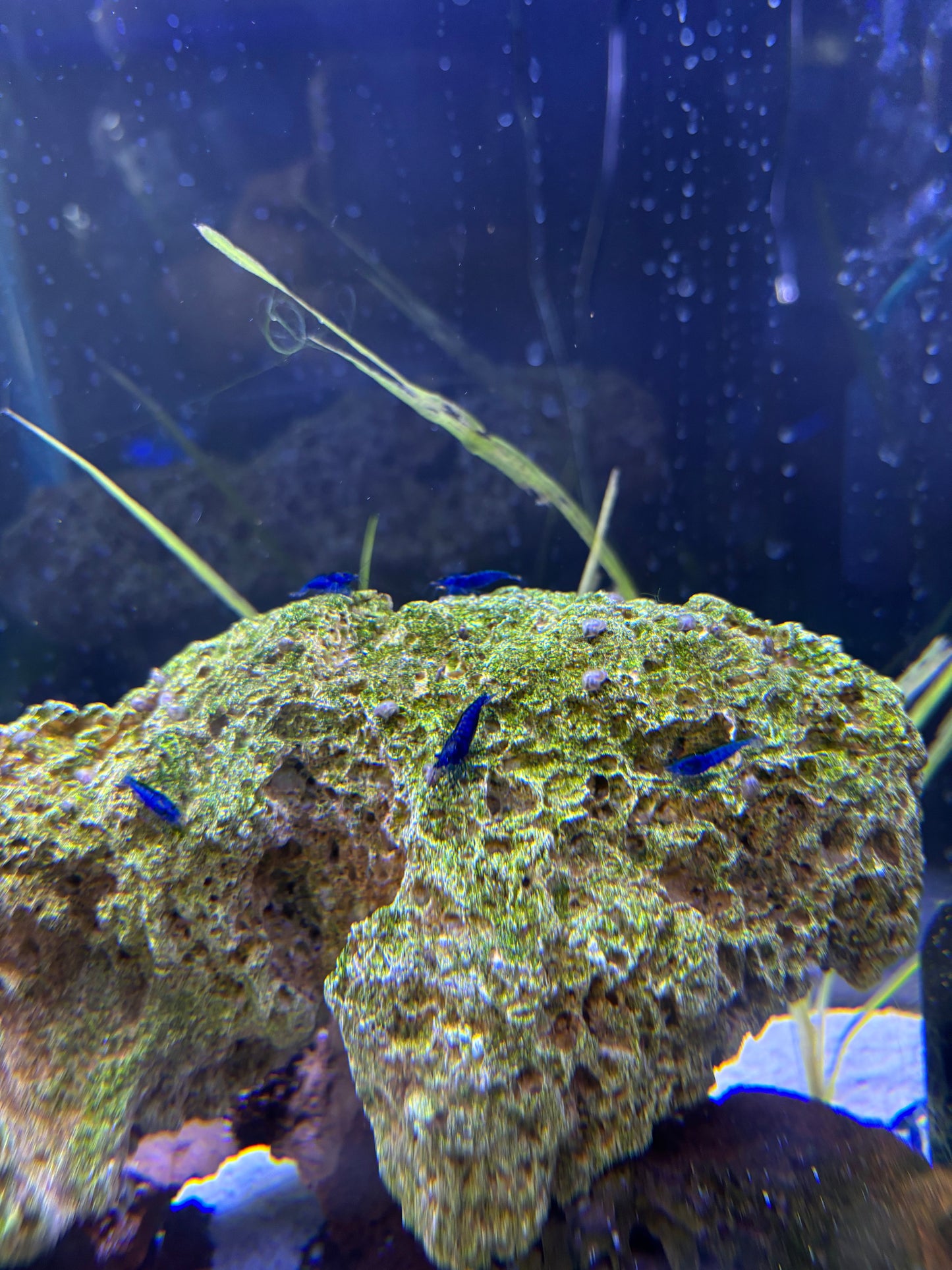 Blue Dream Neocaridina Shrimp