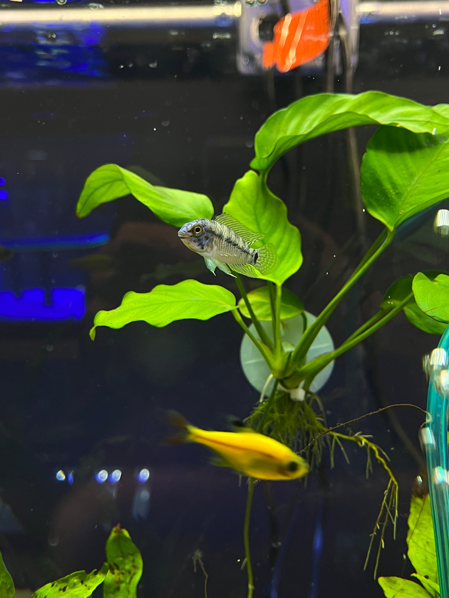 7 STAGE RODI WATER MINERALIZED FOR FRESHWATER - YoCamron’s Aquatics