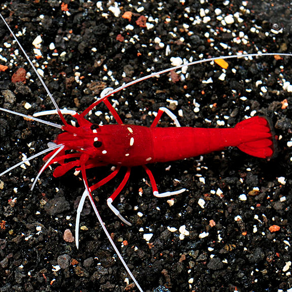 Blood Fire Red Shrimp