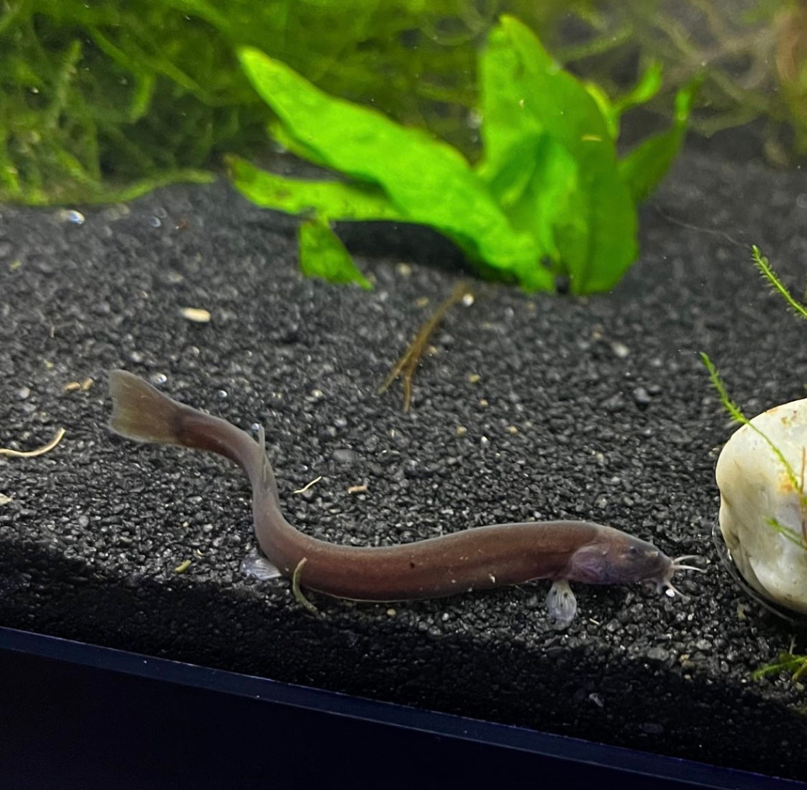 Black Kuhli Loach - YoCamron’s Aquatics