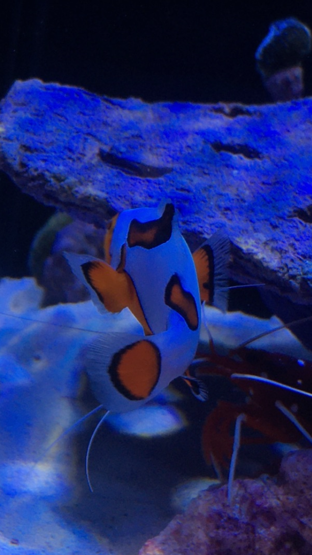 Assorted Premium Ocellaris Clownfish - YoCamron’s Aquatics