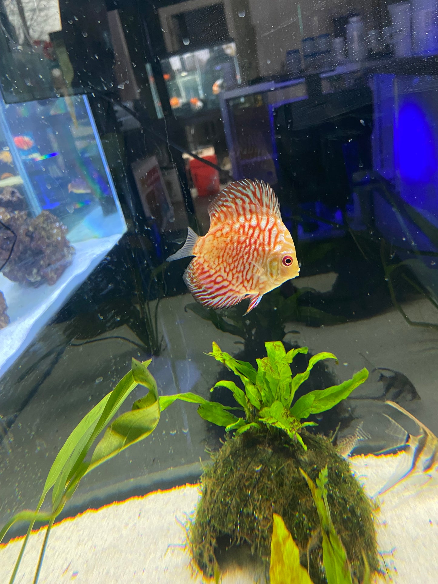 Pigeon Red Stone Discus - YoCamron’s Aquatics
