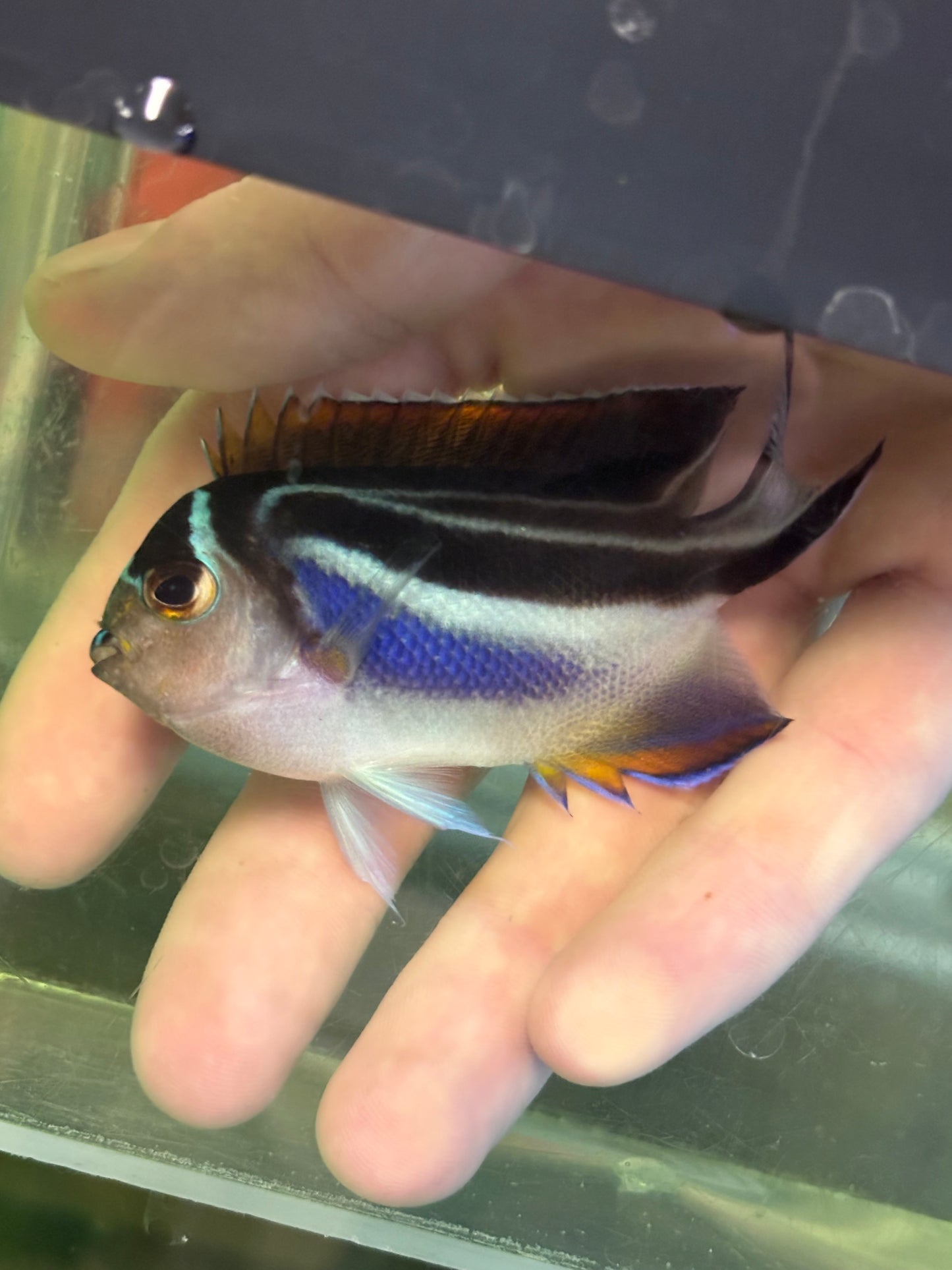 Bellus Angelfish - YoCamron’s Aquatics