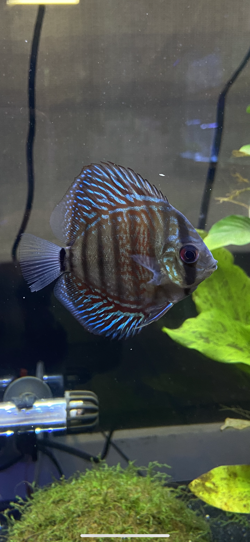 **Emergency Aquarium Services by YoCamron’s Aquatics: Your Immediate Solution in Times of Need** - YoCamron’s Aquatics