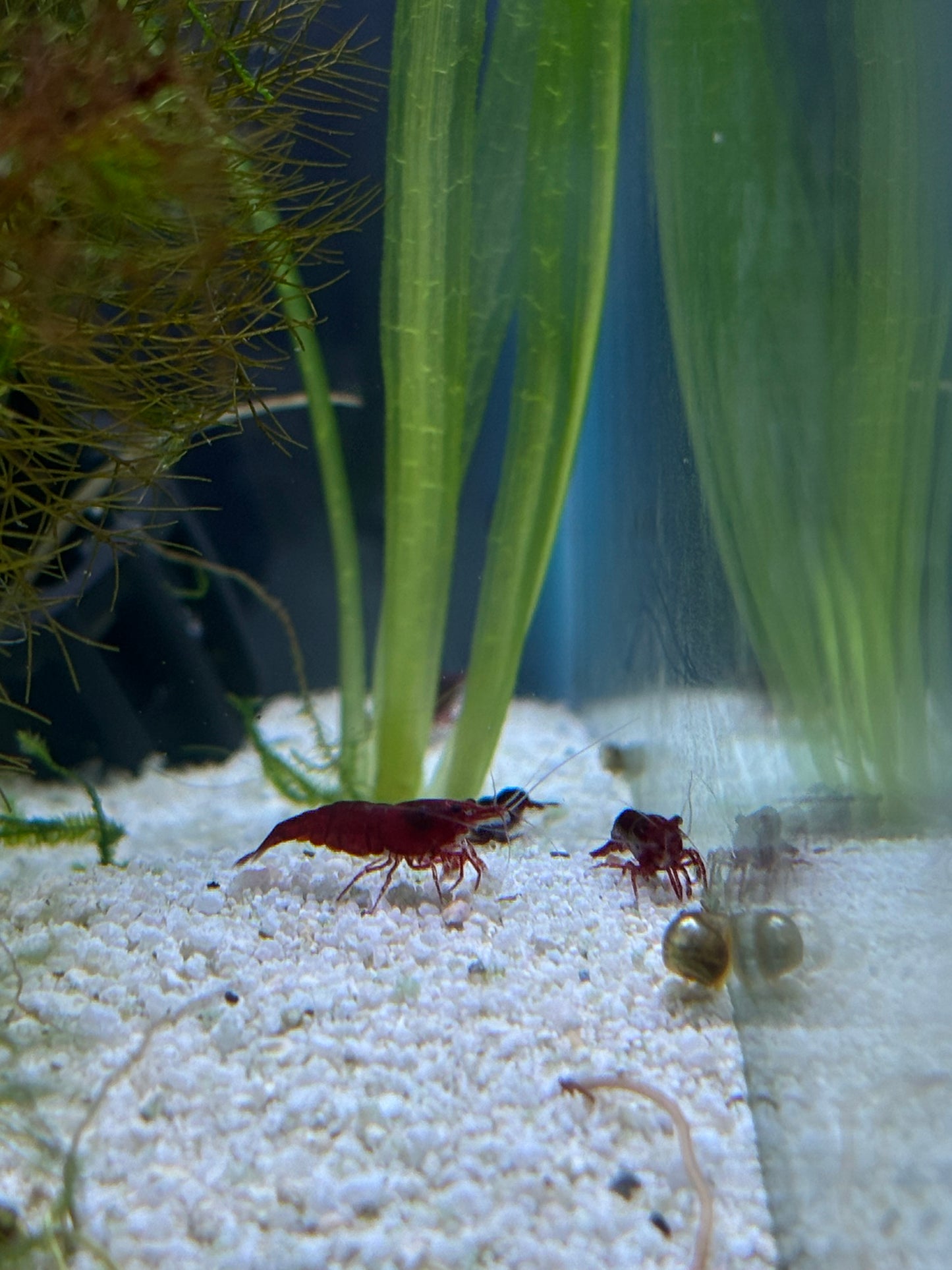Bloody Mary Neocaridina