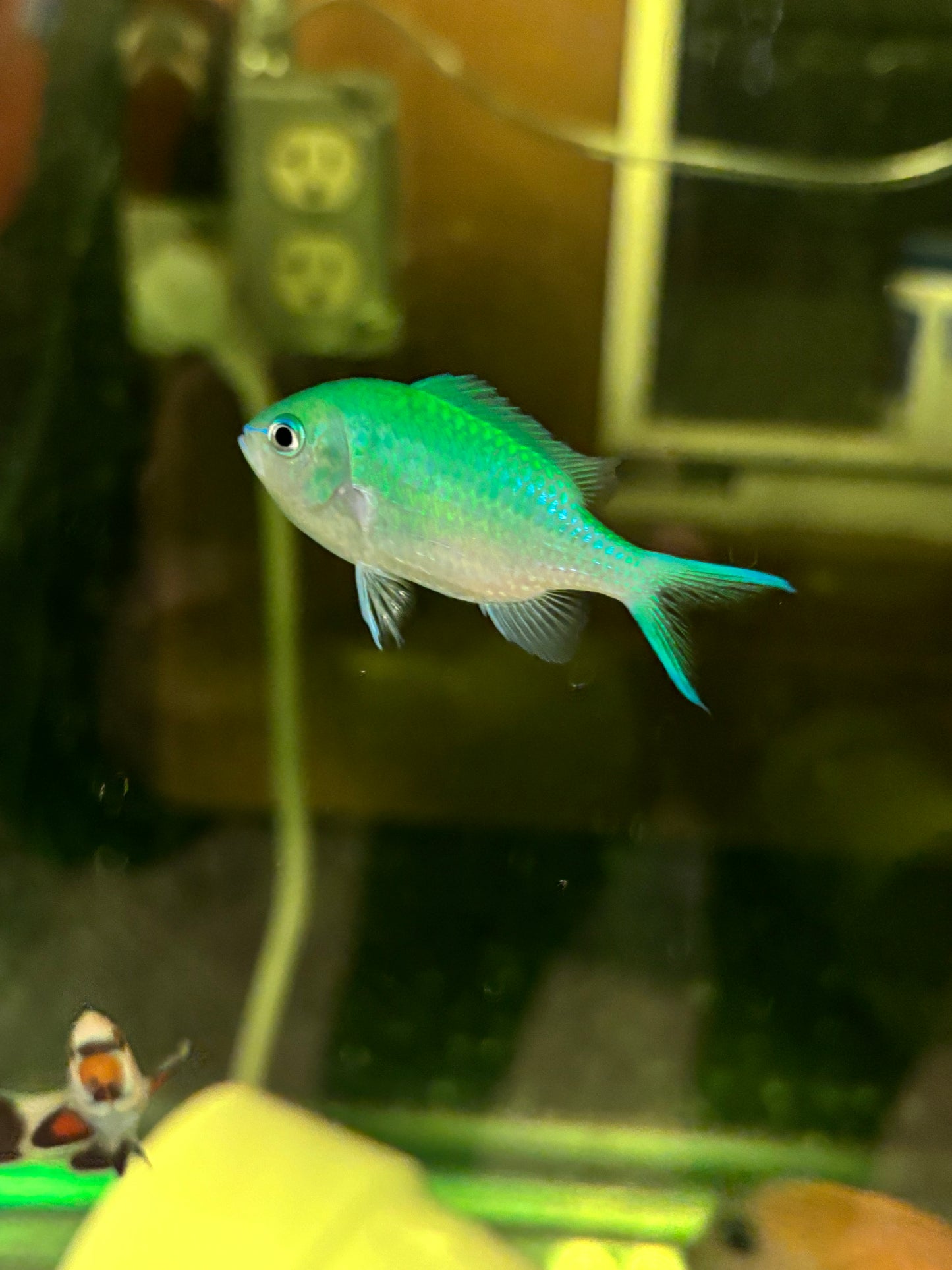 Blue/Green Reef Chromis - YoCamron’s Aquatics