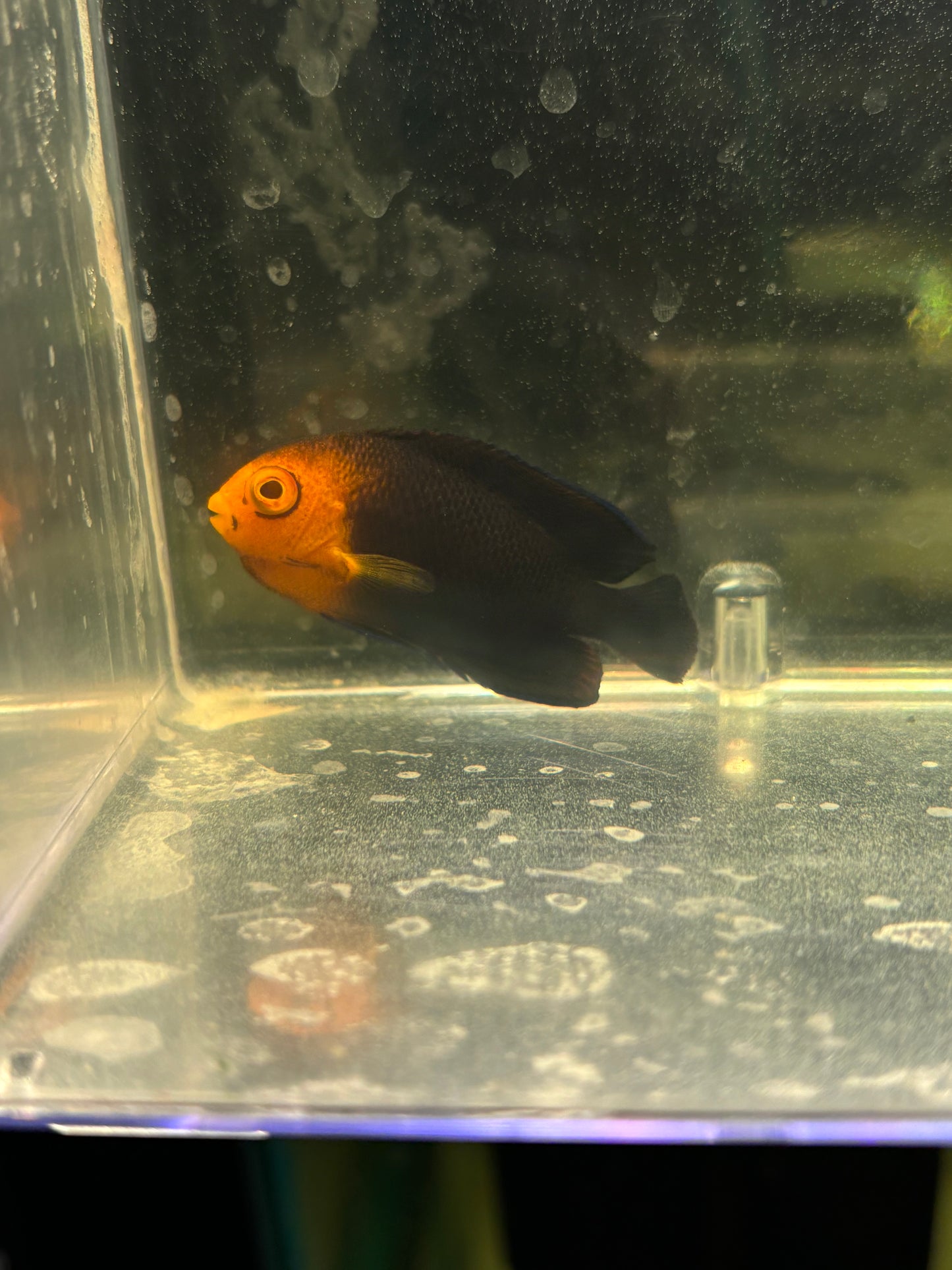Atlantic Pygmy Angelfish - YoCamron’s Aquatics