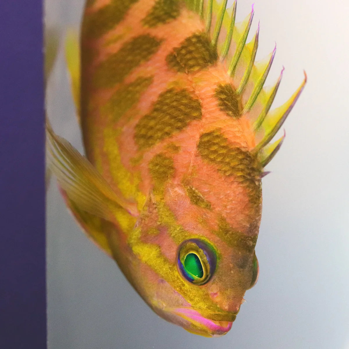 Borbonius Anthias