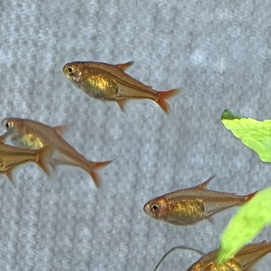 Ember Tetra