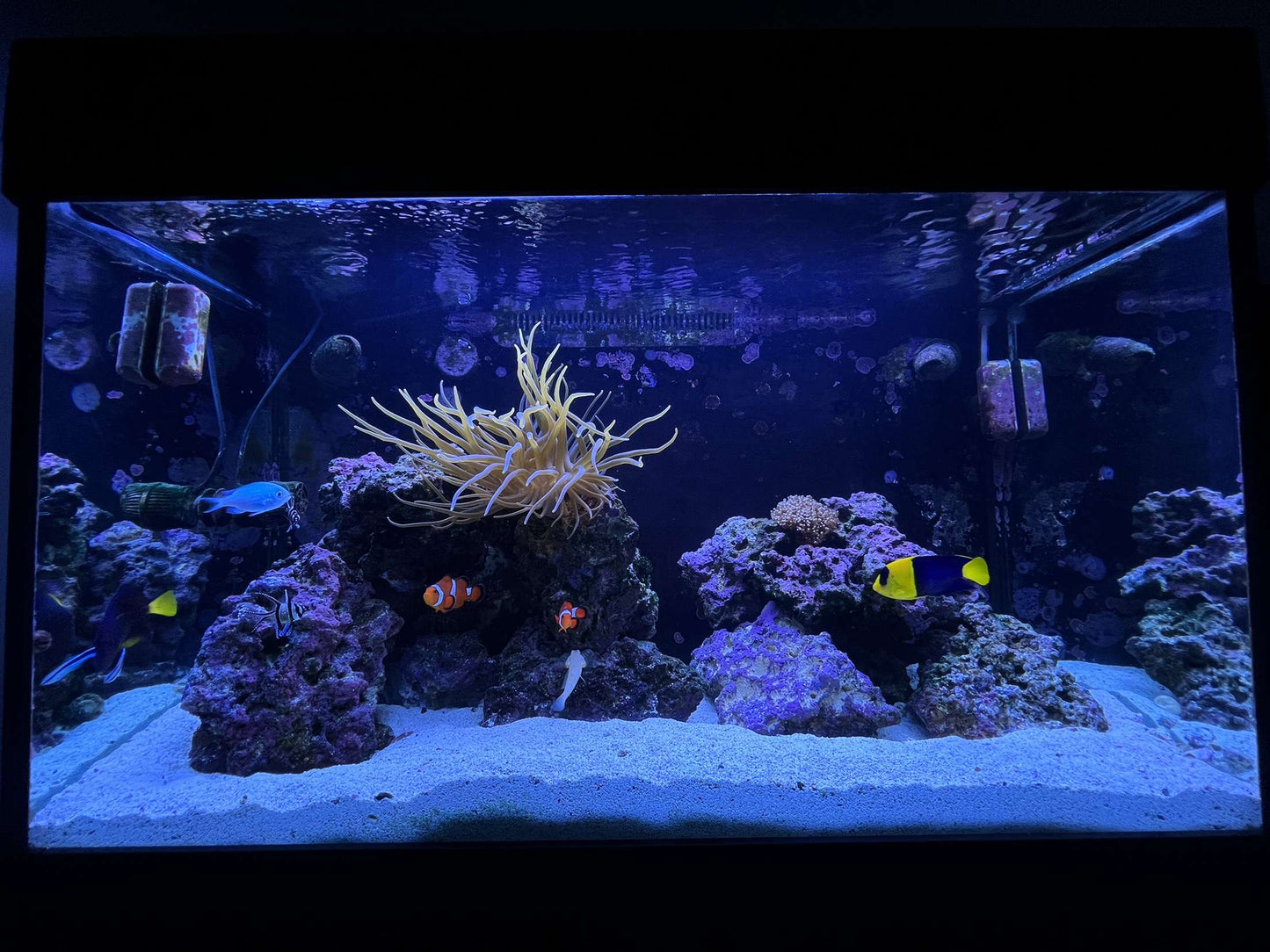 7 STAGE RODI SALTWATER - YoCamron’s Aquatics