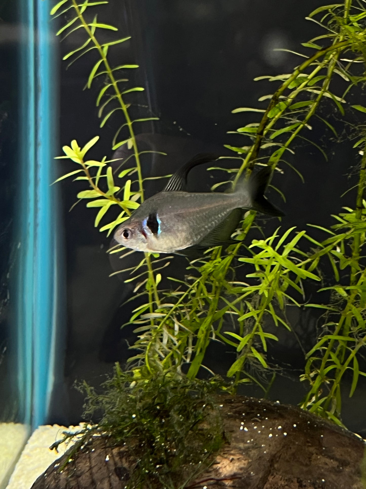 7 STAGE RODI WATER 0 TDS - YoCamron’s Aquatics