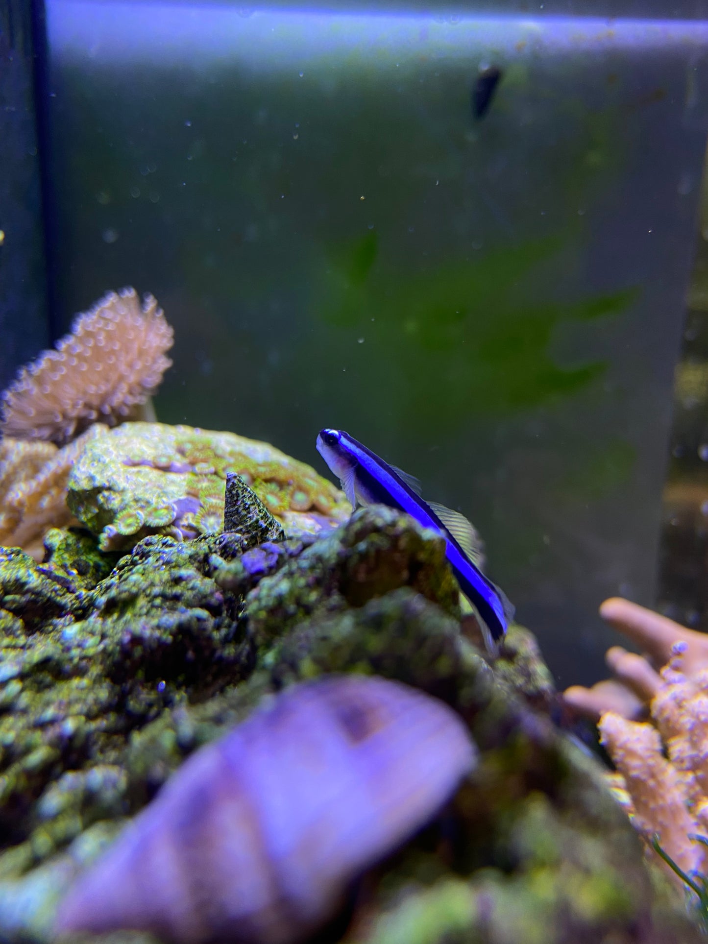 BIOTA Aquaculture Neon Blue Cleaner Goby