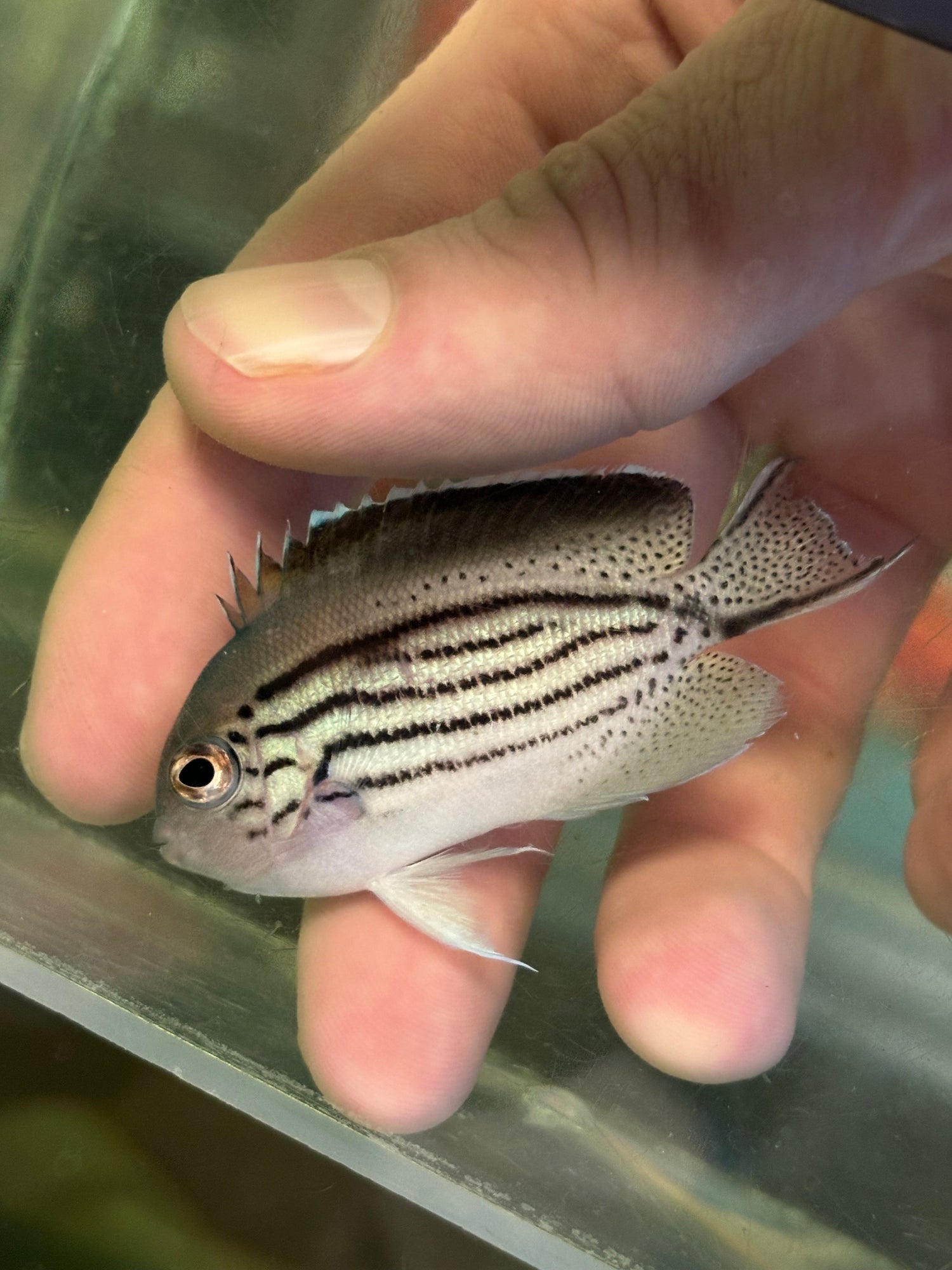 Lamarck’s Angelfish - YoCamron’s Aquatics