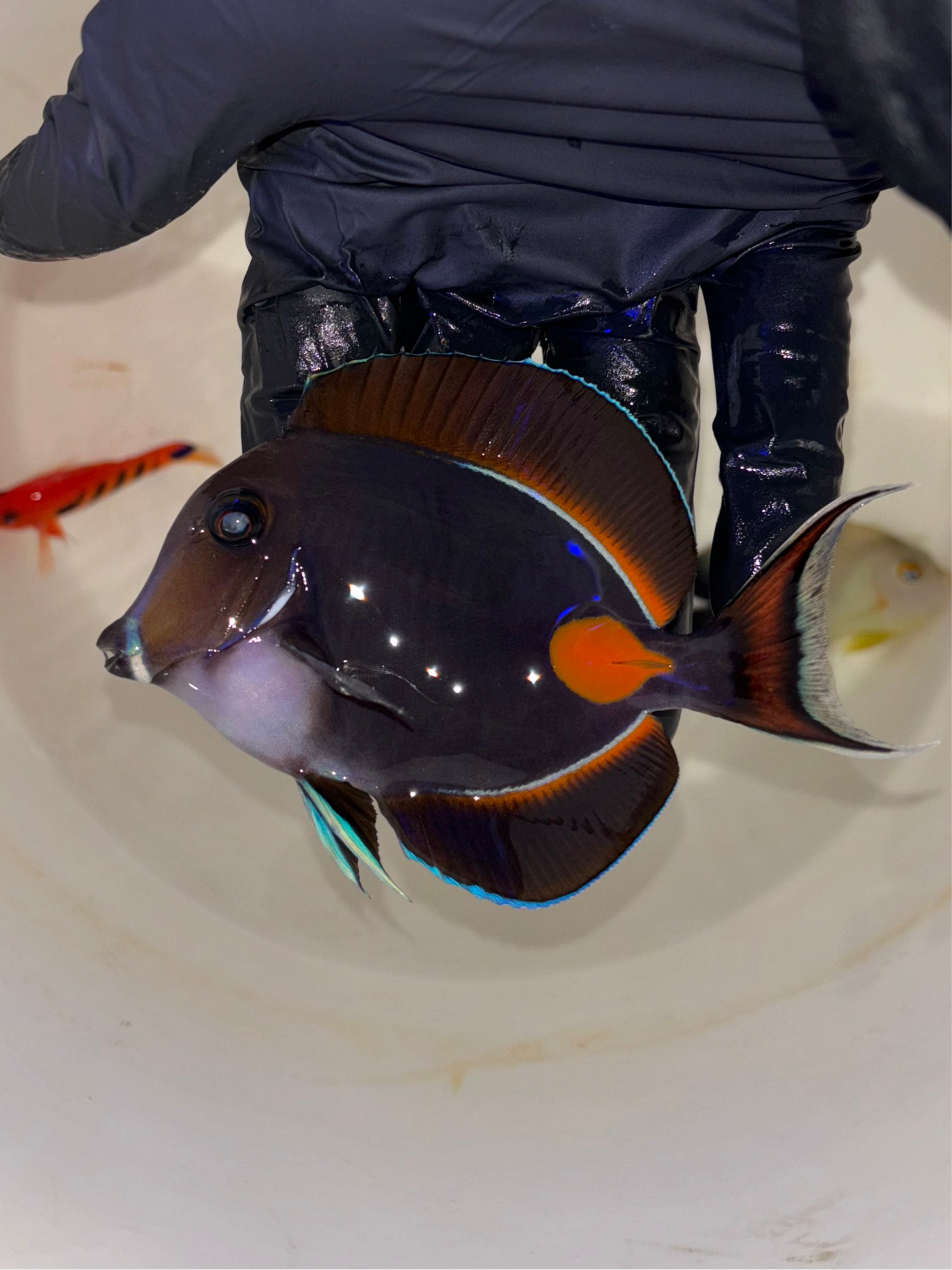 Achilles Tang