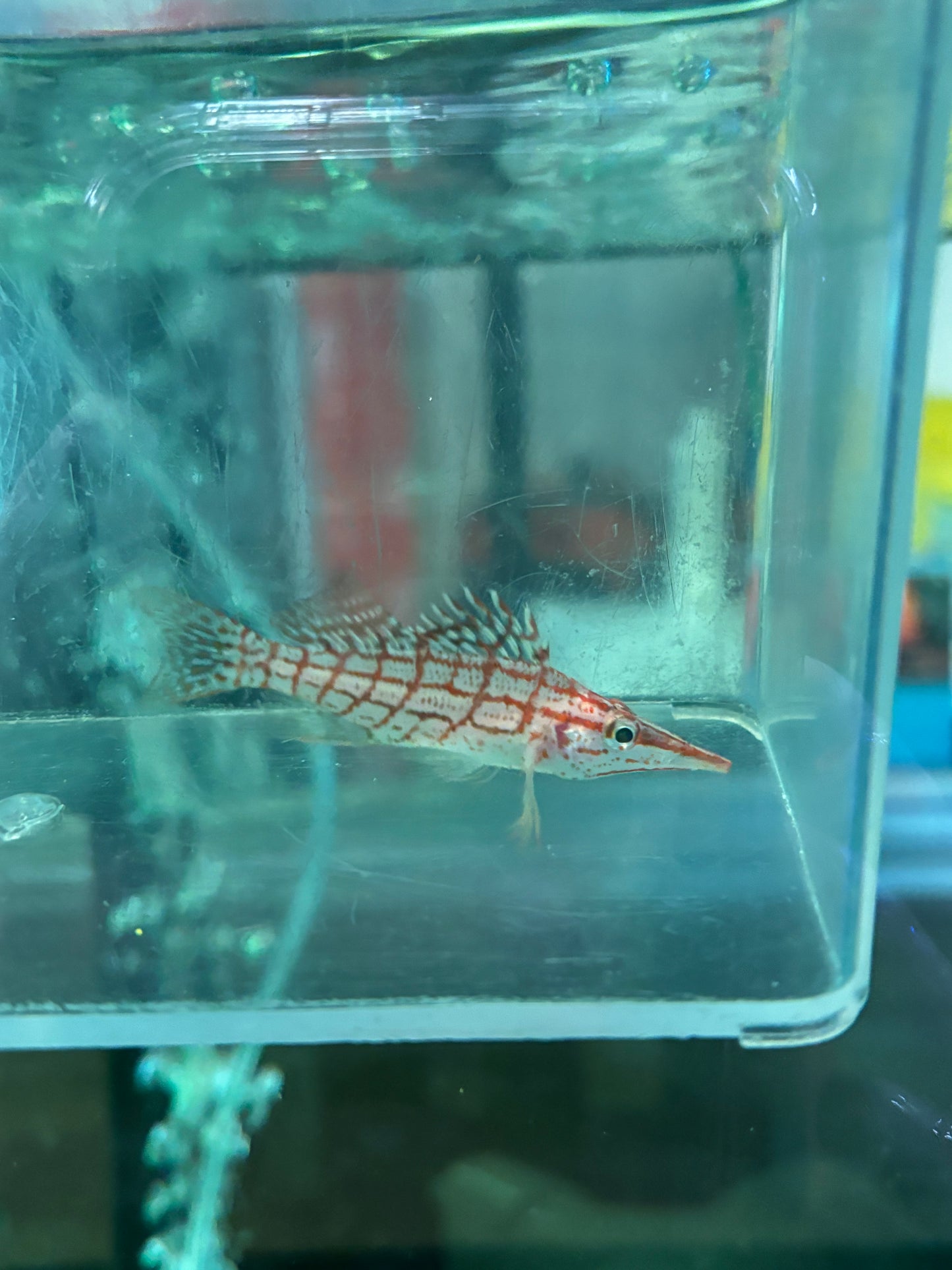 Longnose Hawkfish - YoCamron’s Aquatics