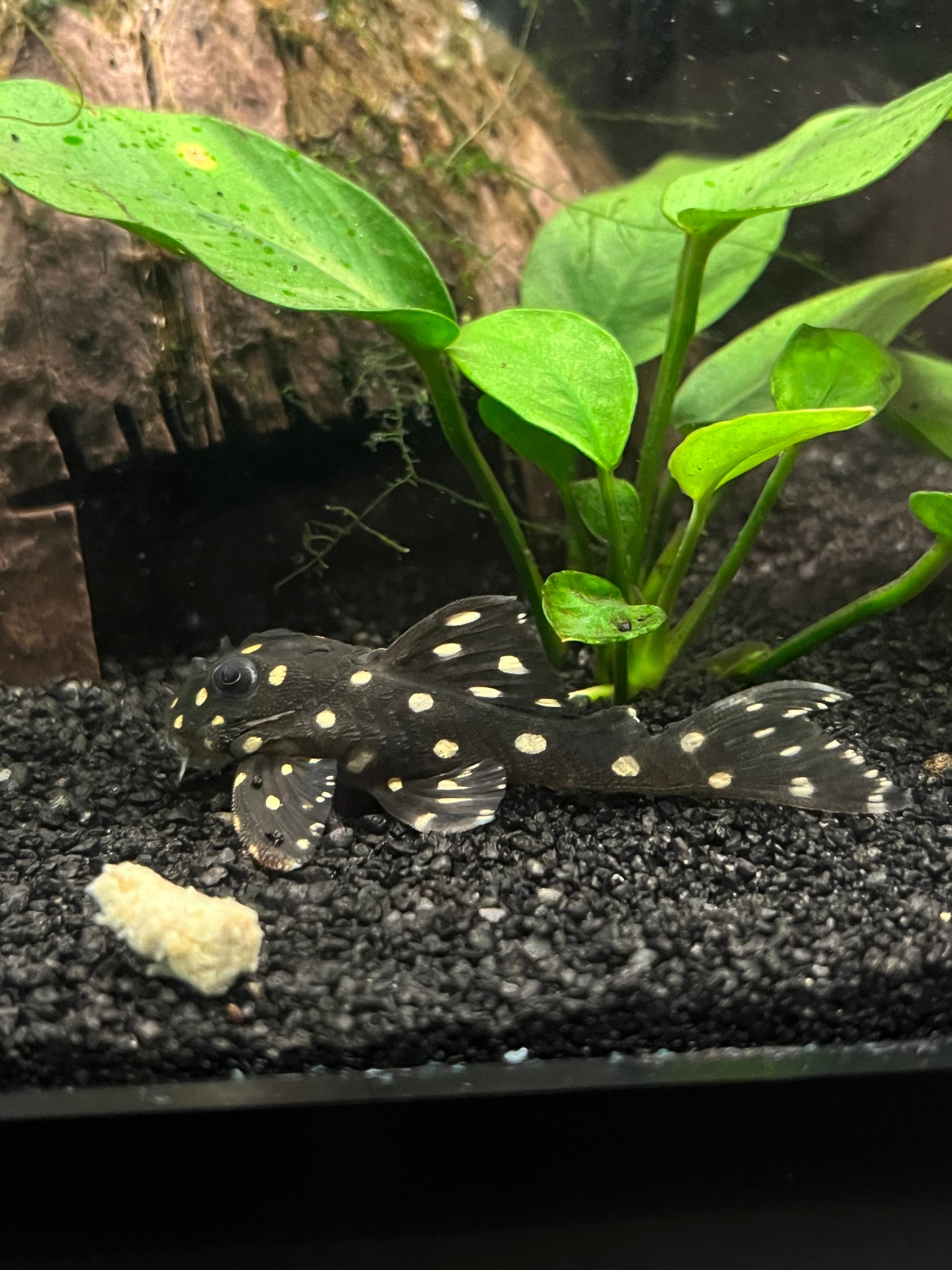 L201 Snowball Pleco