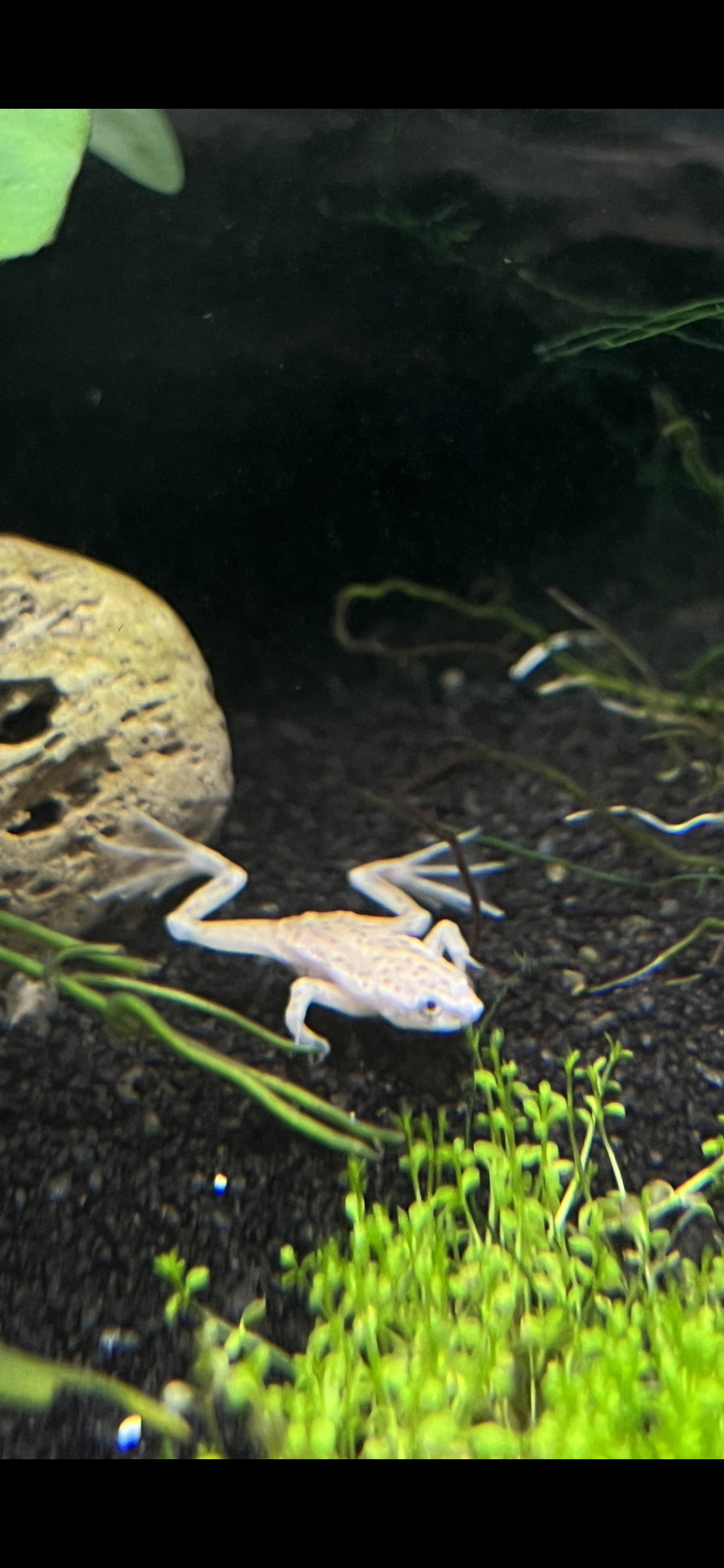 African Dwarf Frogs (Blonde or Grey) - YoCamron’s Aquatics