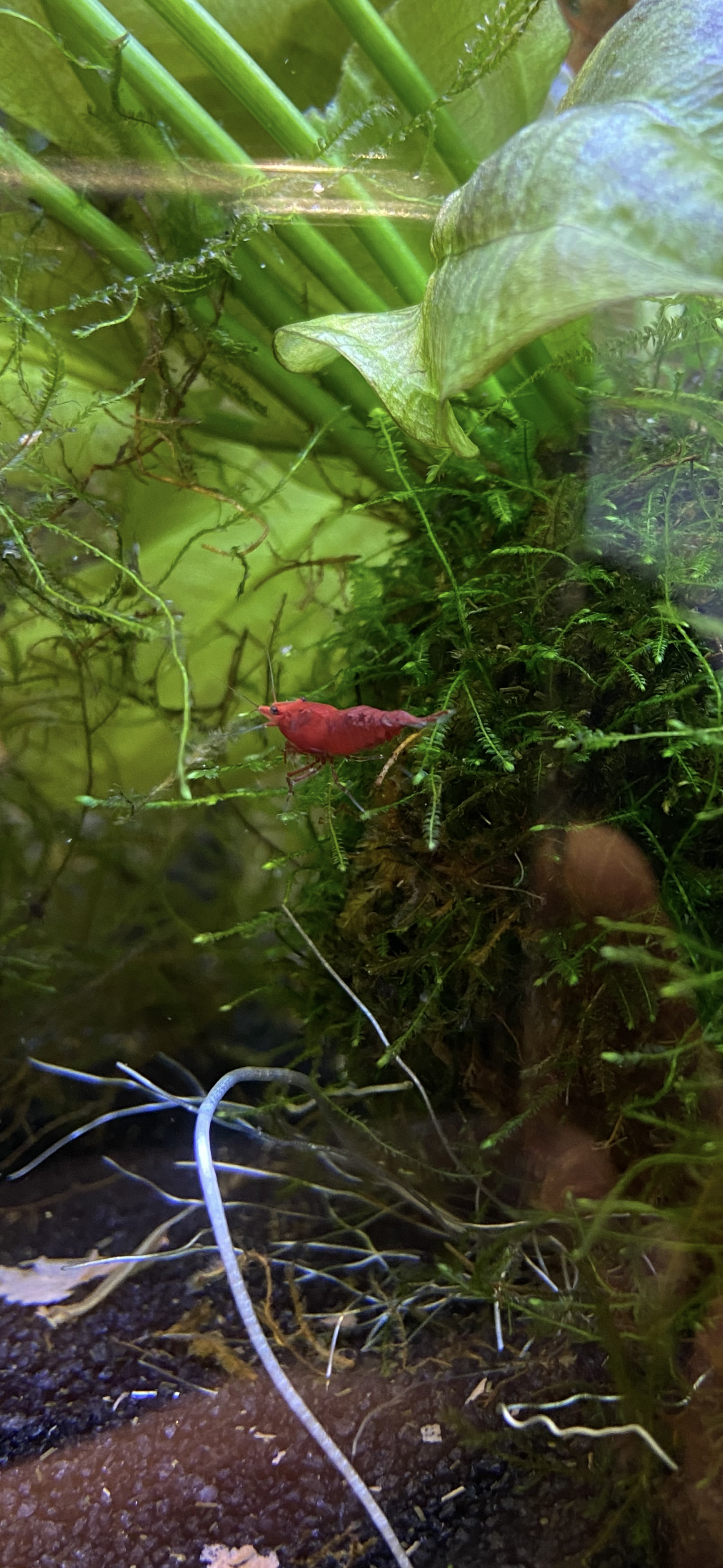 Fire Red Cherry Shrimp