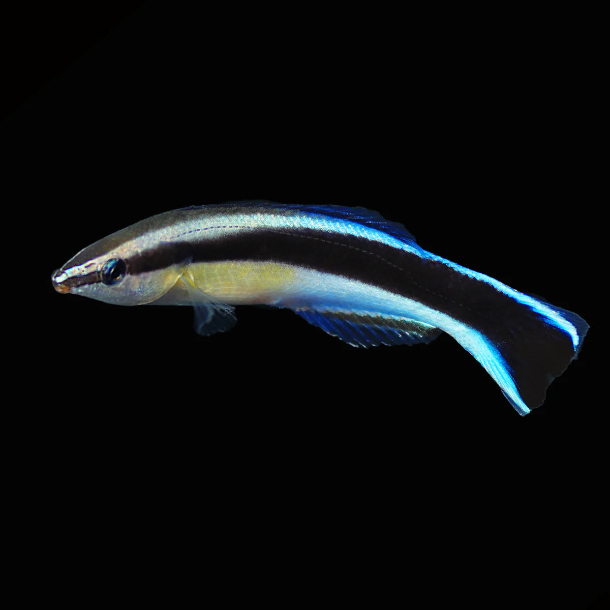 Biota Blue Streak Cleaner Wrasse