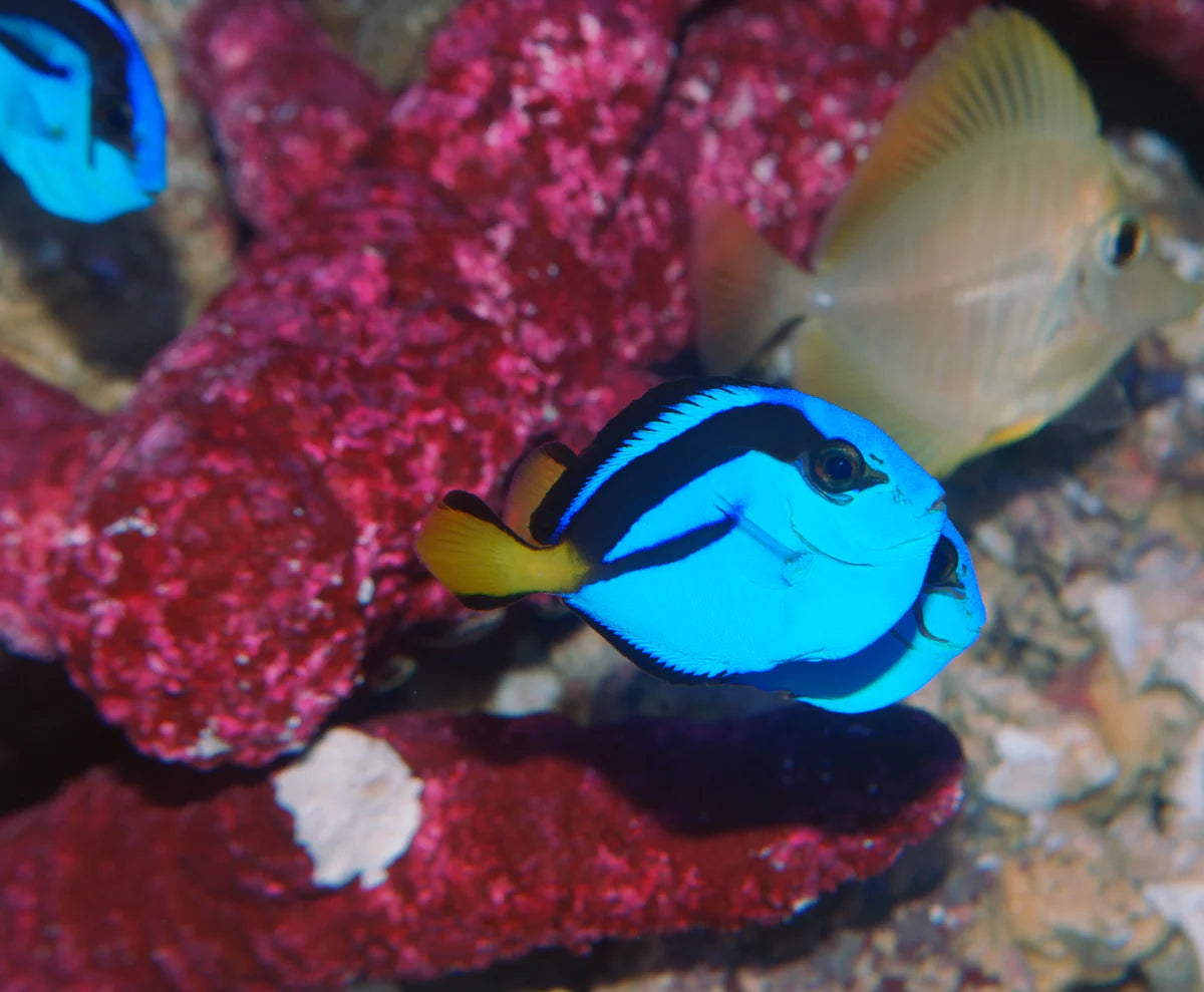 BIOTA Aquacultured Blue Hippo Tang