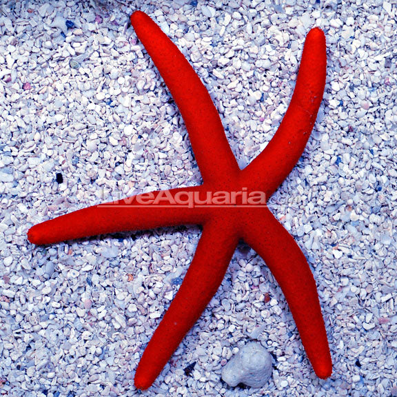 Orange Enchinaster Sea Star aka Red Sea Star