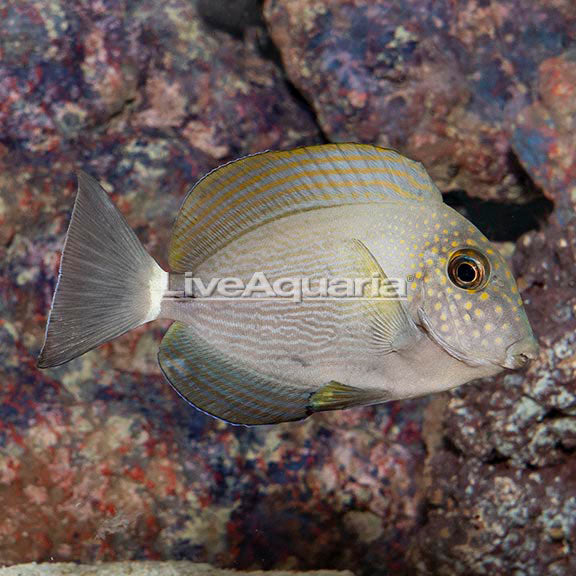 Maculiceps Tang