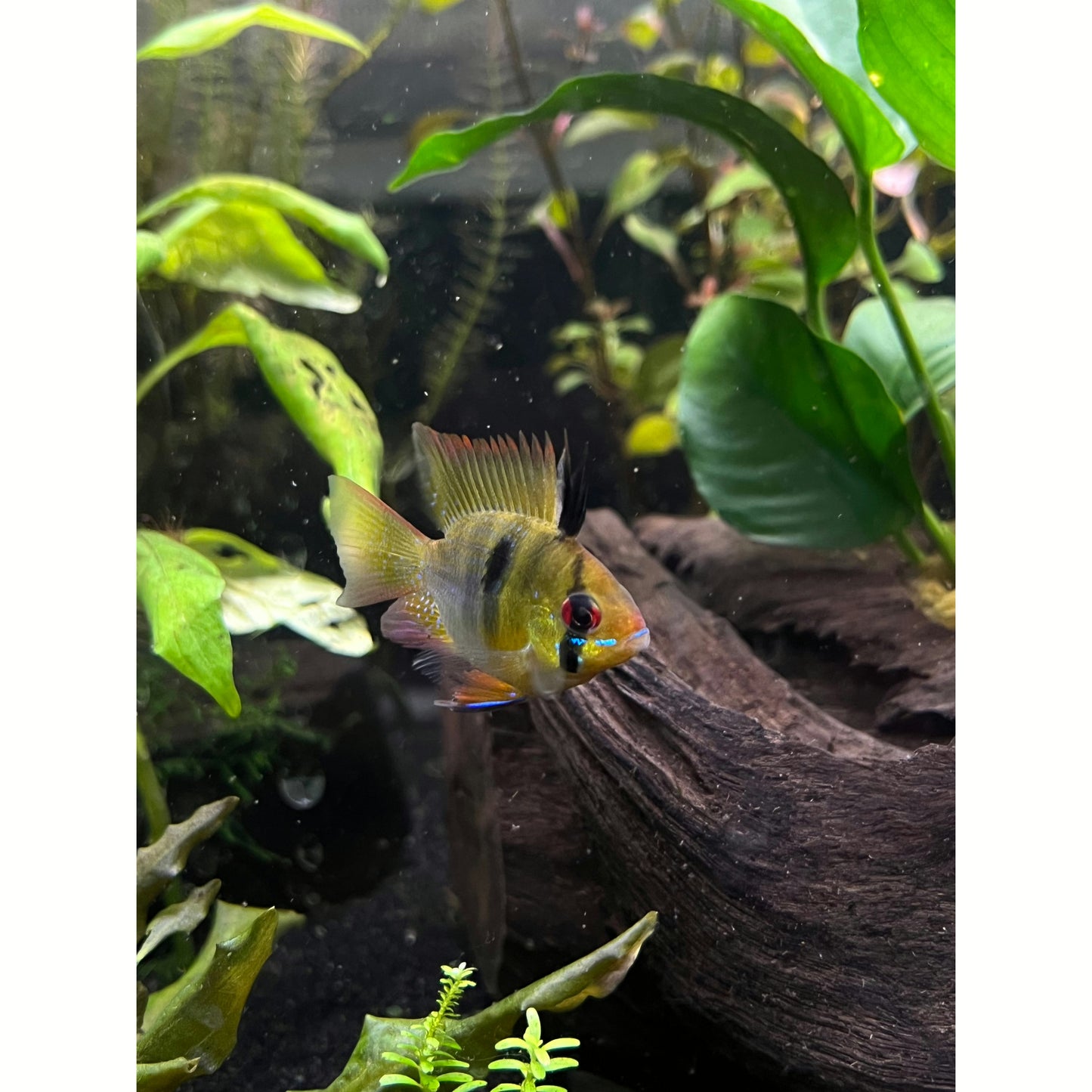 Balloon Blue German Ram Cichlid