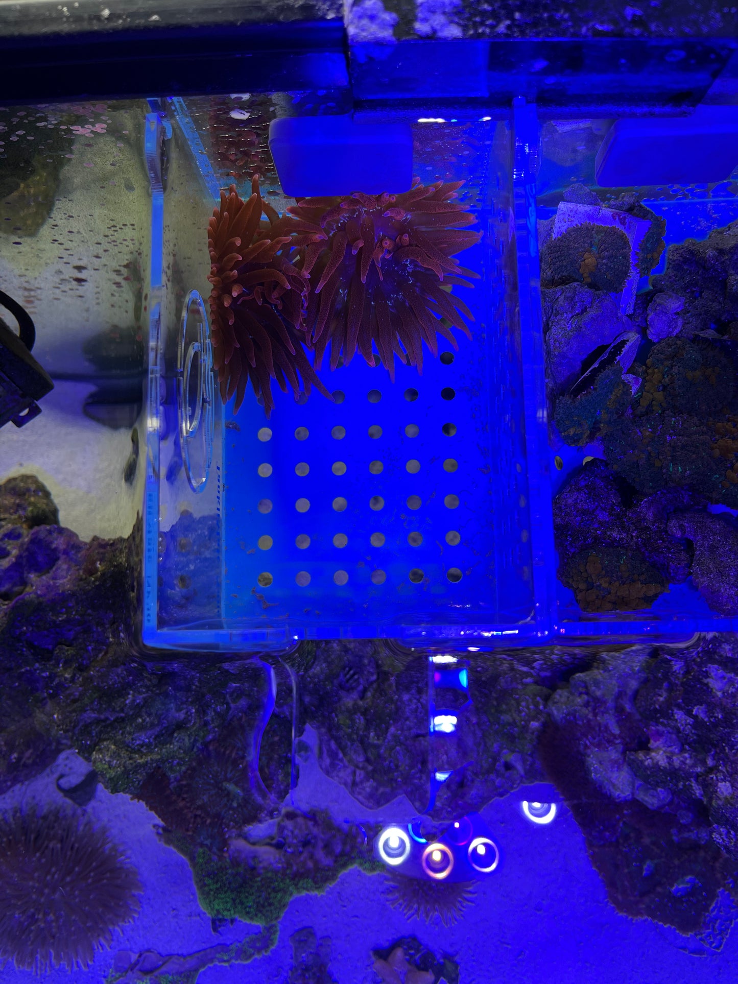 Black Widow Bubble Tip Anemone - YoCamron’s Aquatics