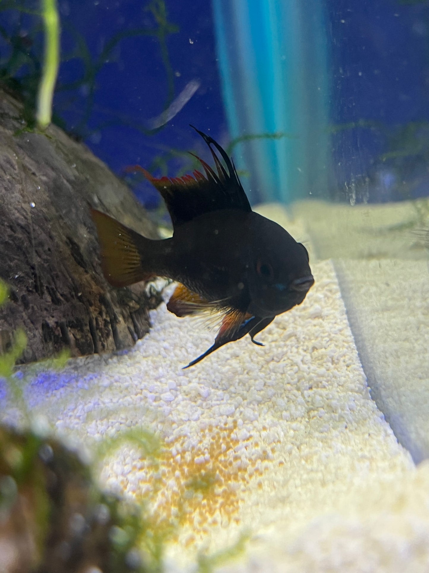 Black Knight German Ram (FRY PRE-ORDER) - YoCamron’s Aquatics