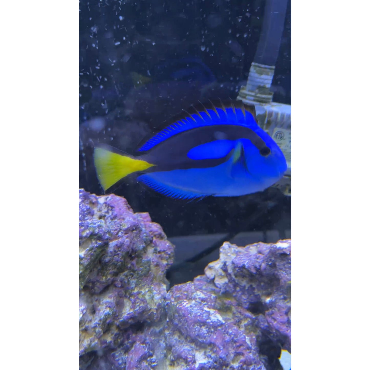 Blue Tang