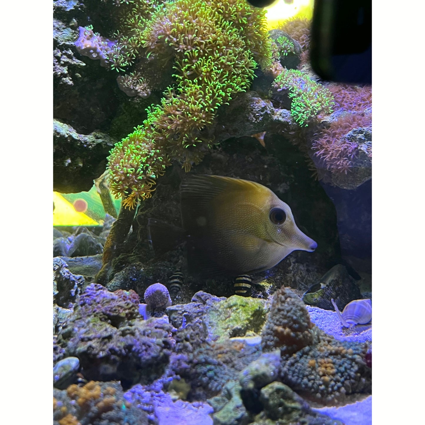 Scopas Tang