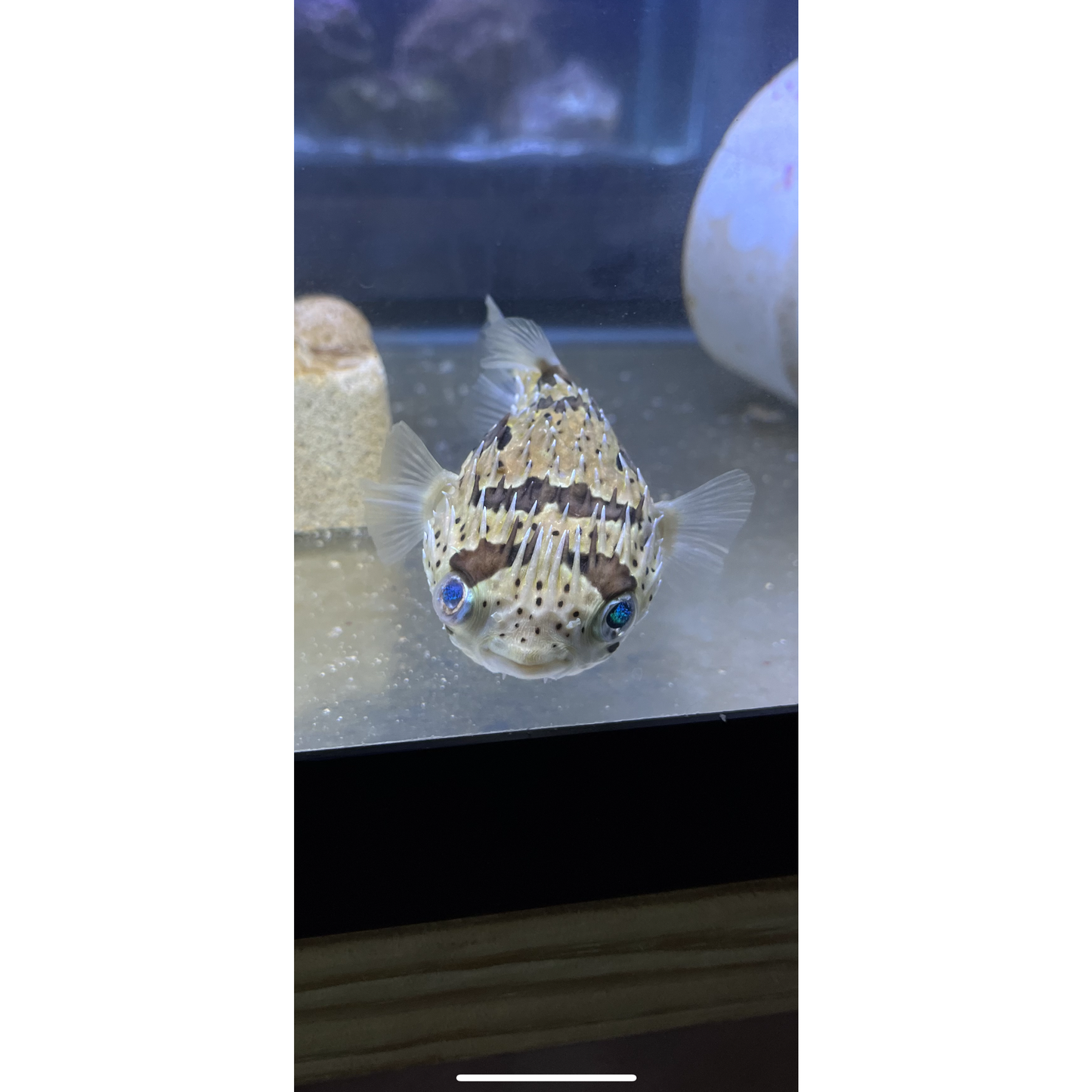 Porcupine Pufferfish - YoCamron’s Aquatics