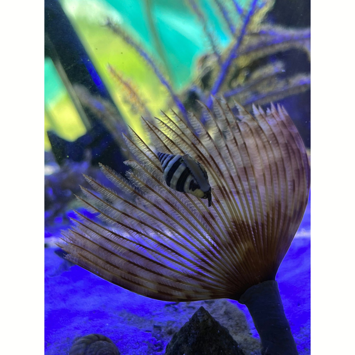Bumblebee Snail - YoCamron’s Aquatics