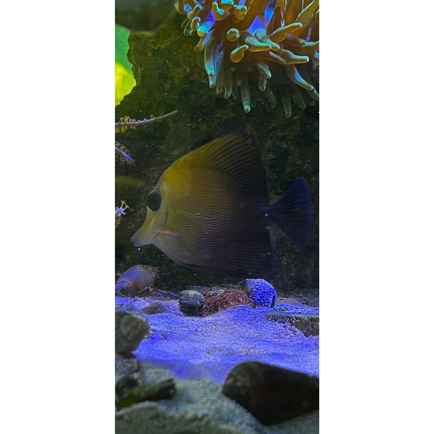 Scopas Tang