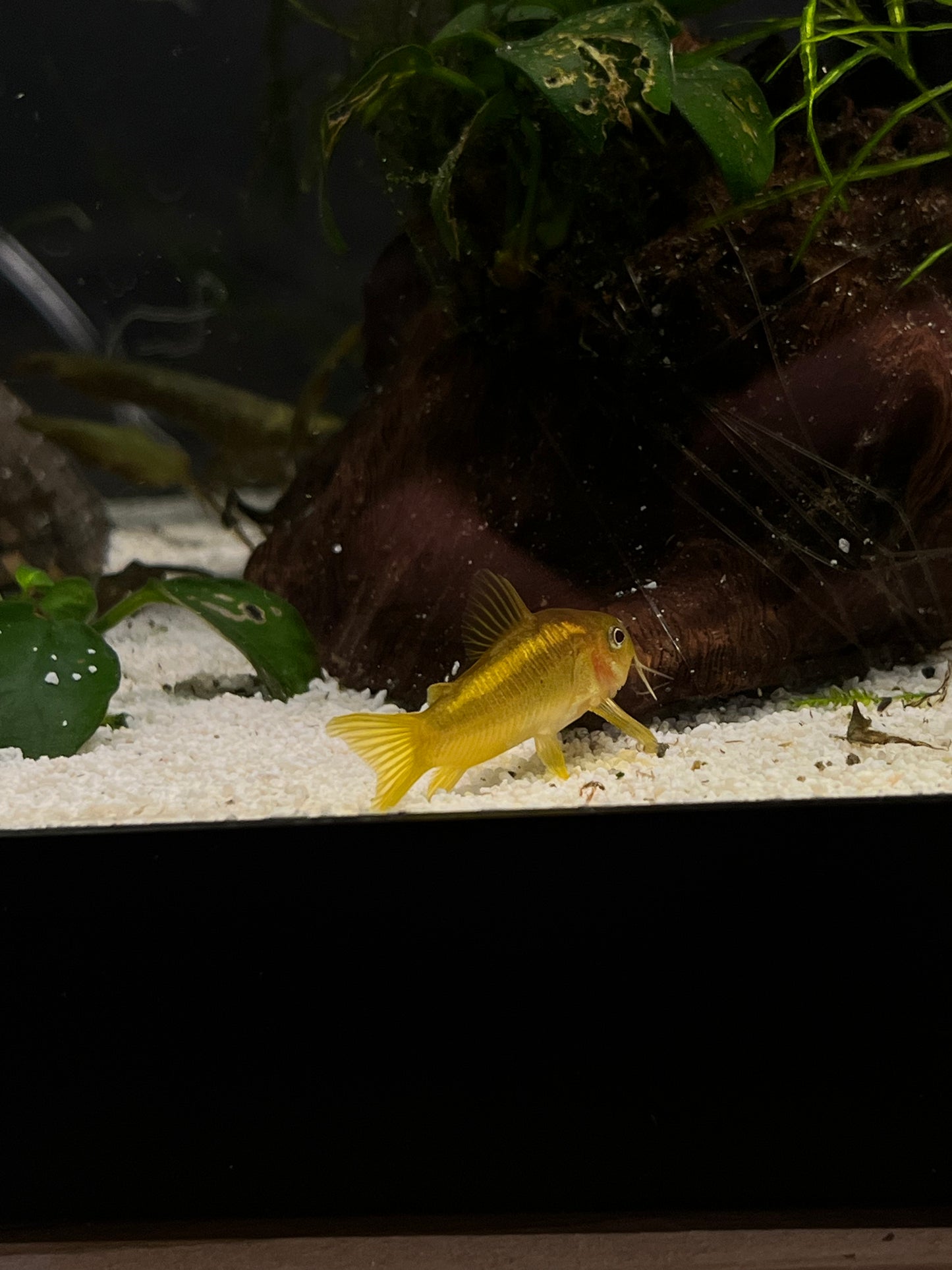 Gold Laser Corydoras (CW010) - YoCamron’s Aquatics