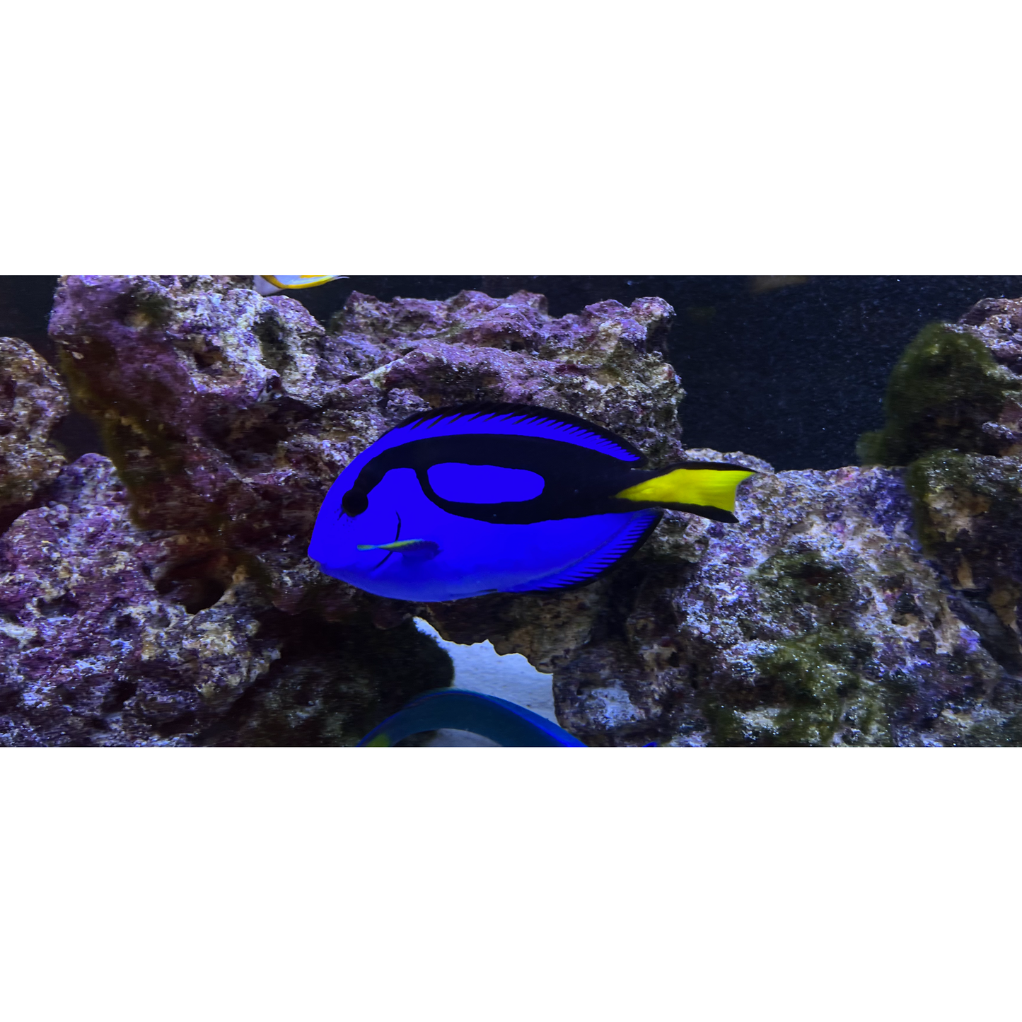 Blue Tang