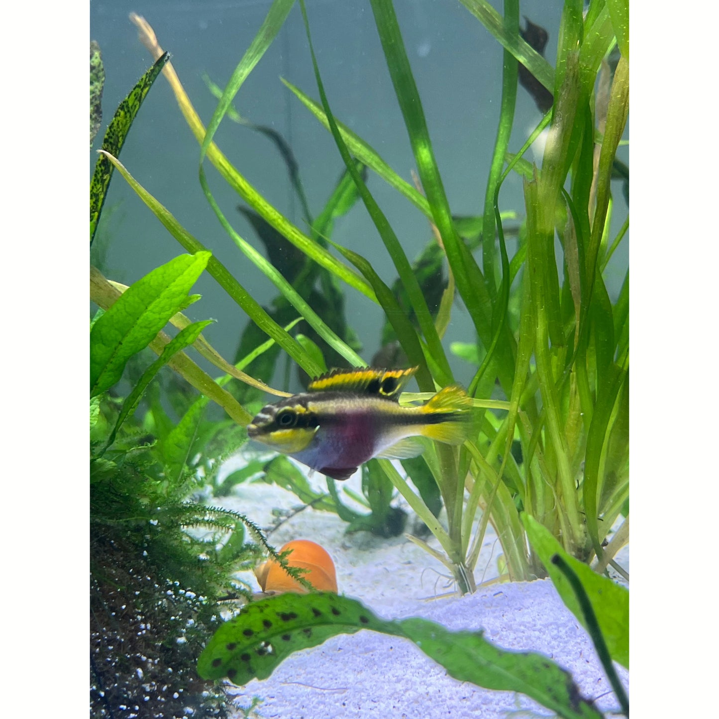 Kribensis Cichlid - YoCamron’s Aquatics
