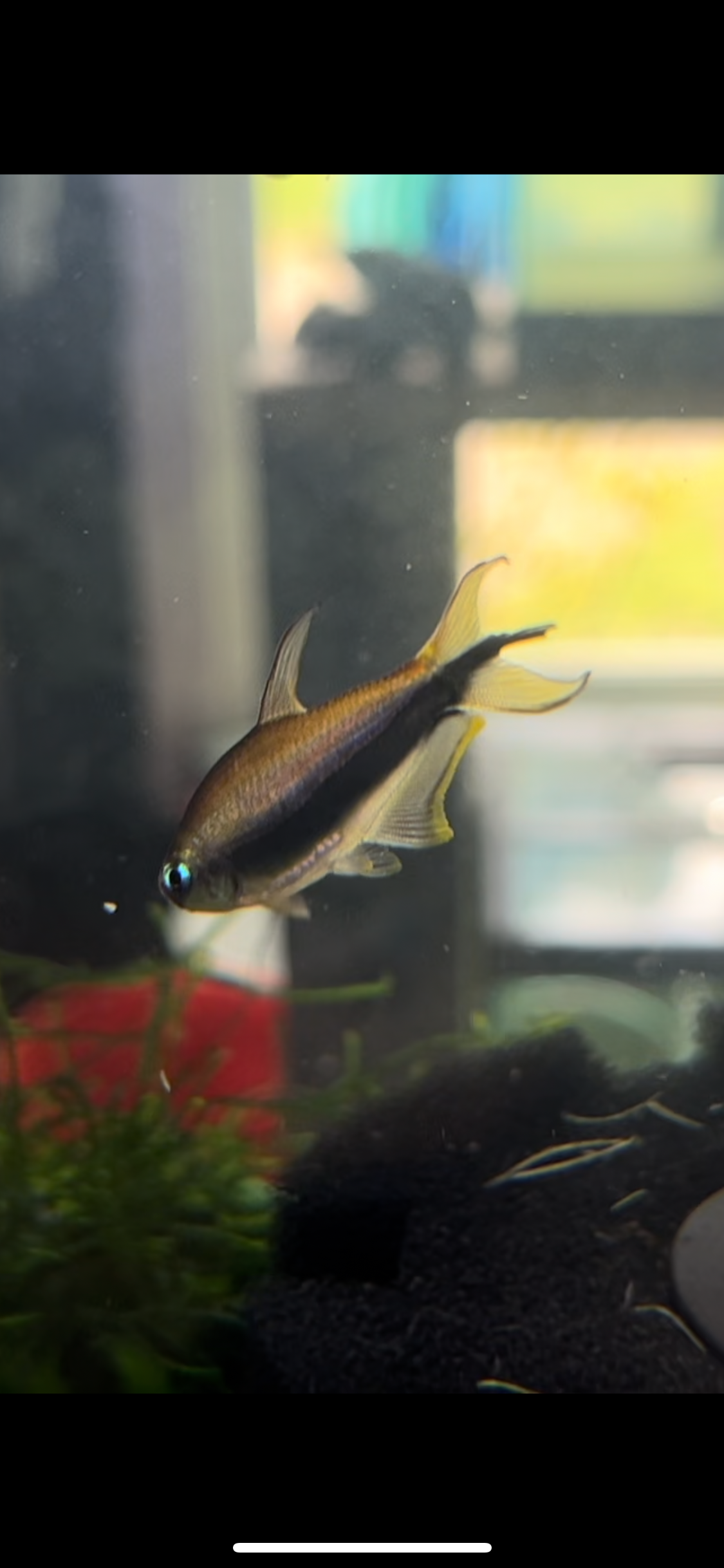 Emperor Tetra (Nematobrycon palmeri) - YoCamron’s Aquatics