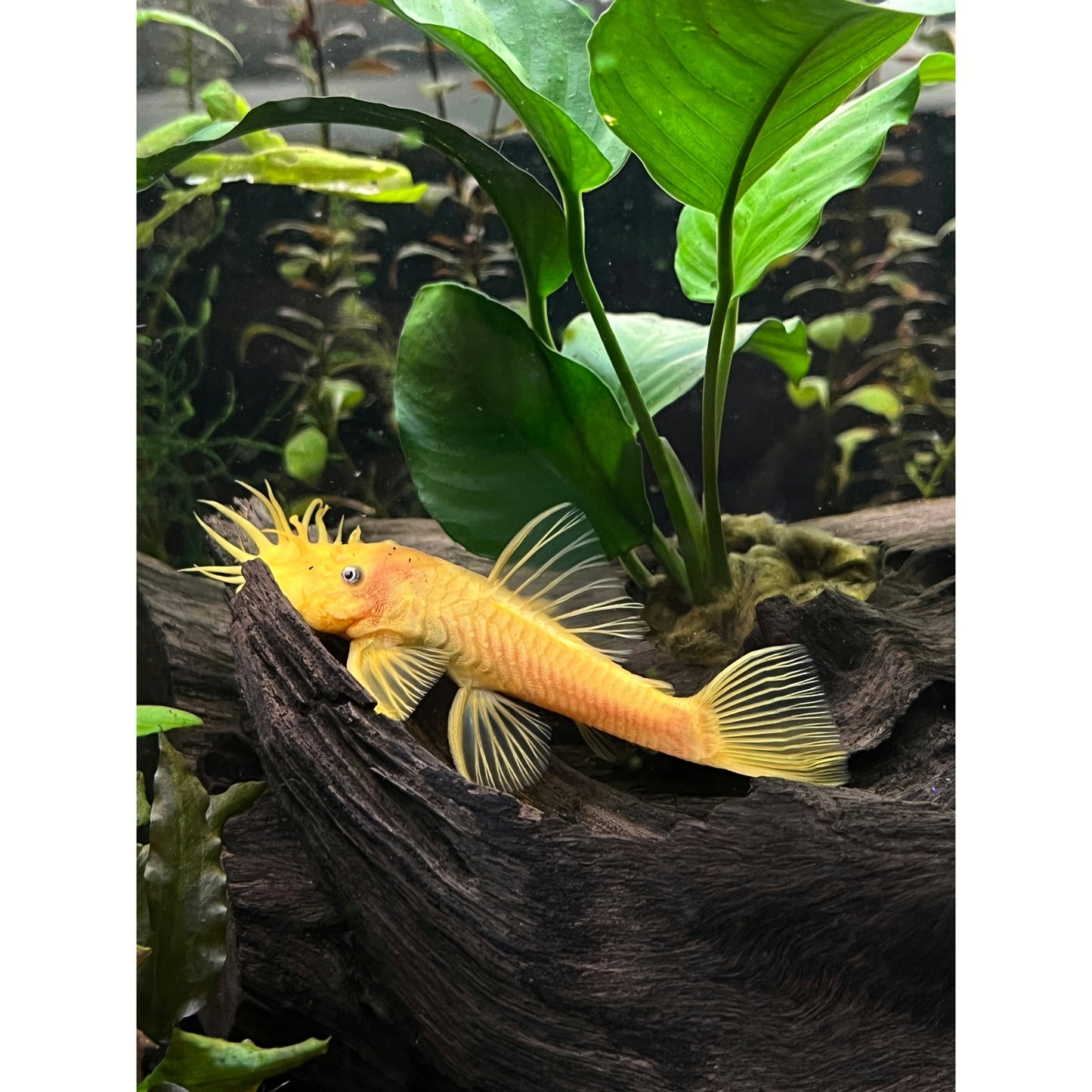 L-144 Blue Eye Lemon Bristlebose Pleco