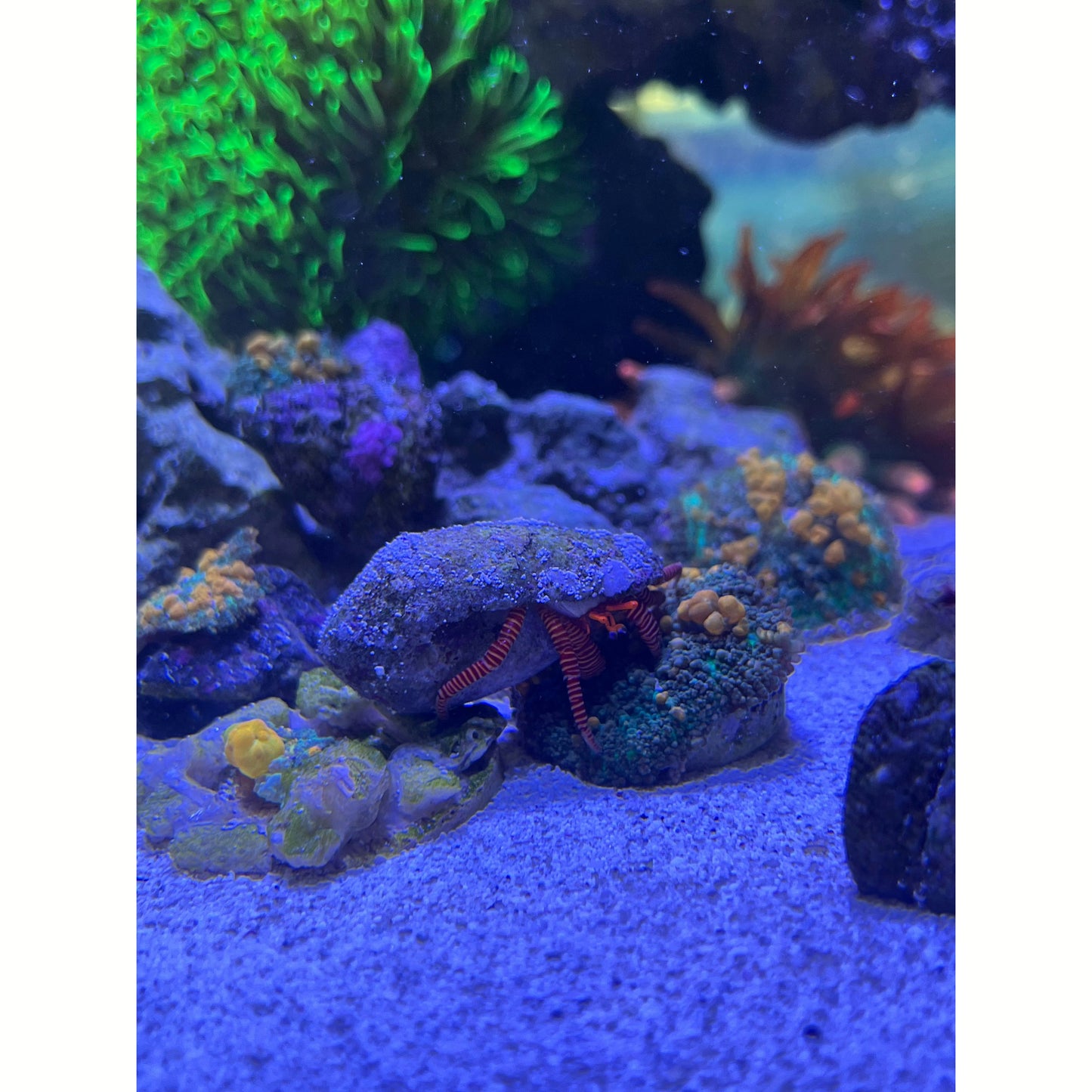 Halloween Hermit Crab