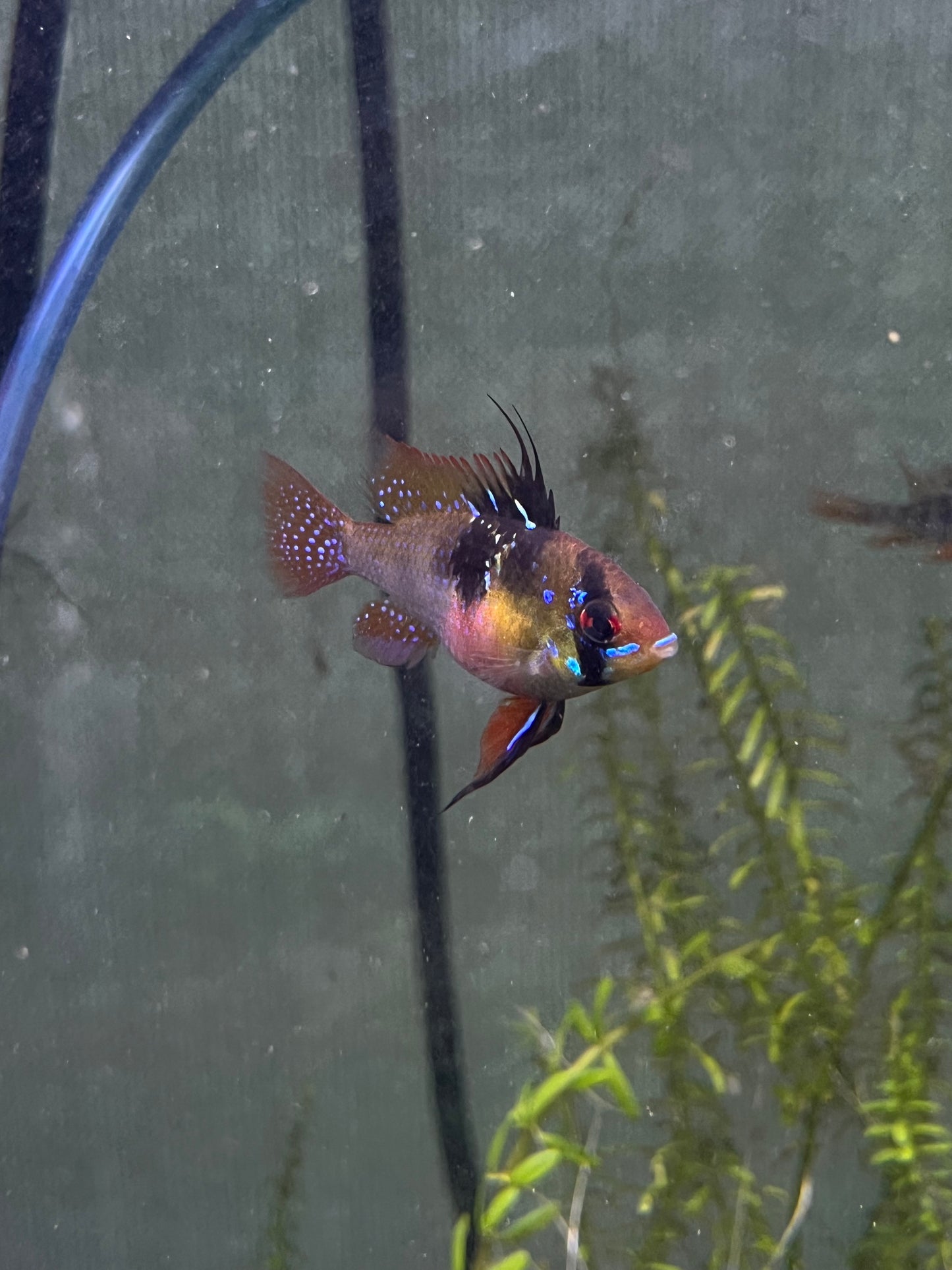 German Blue Ram - YoCamron’s Aquatics