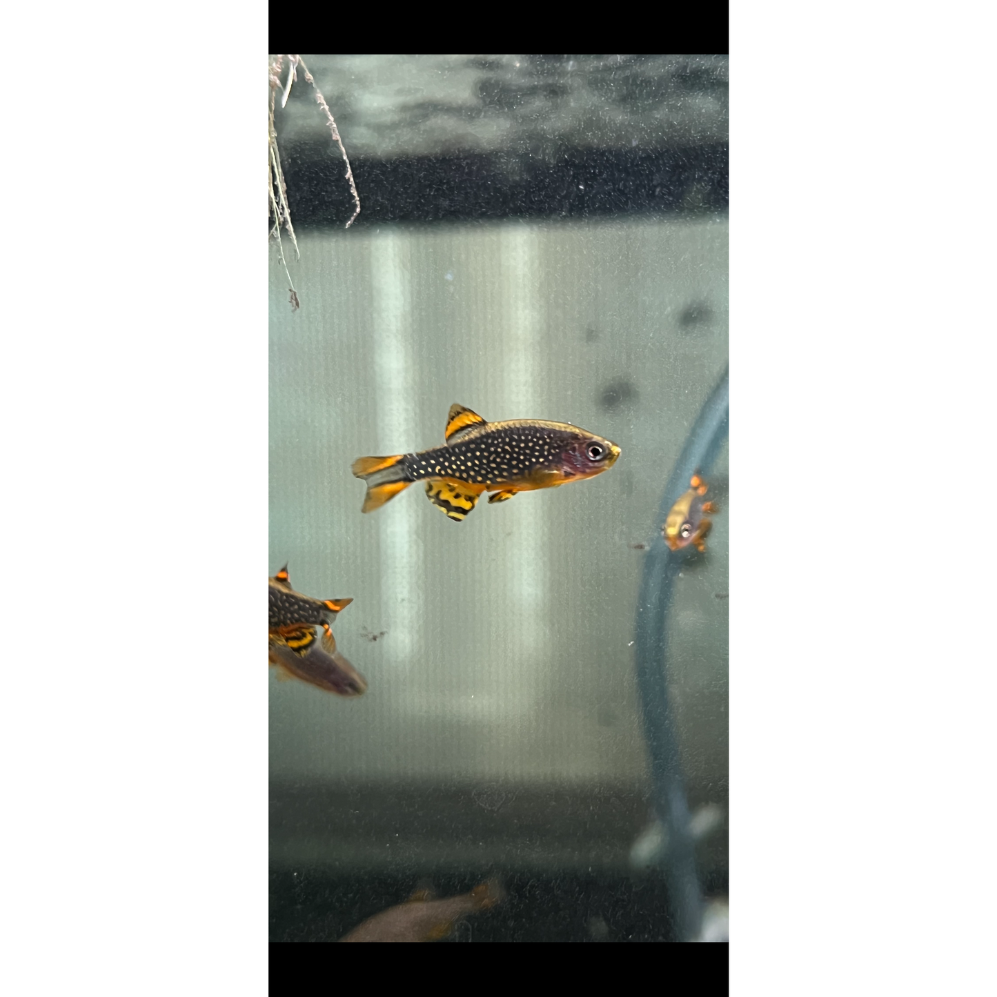 Celestial Pearl Danios Galaxy Rasbora - YoCamron’s Aquatics