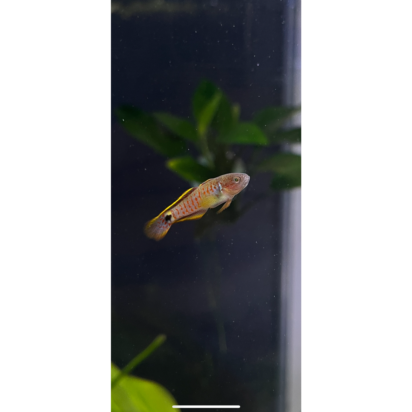 Peacock Gudgeon - YoCamron’s Aquatics