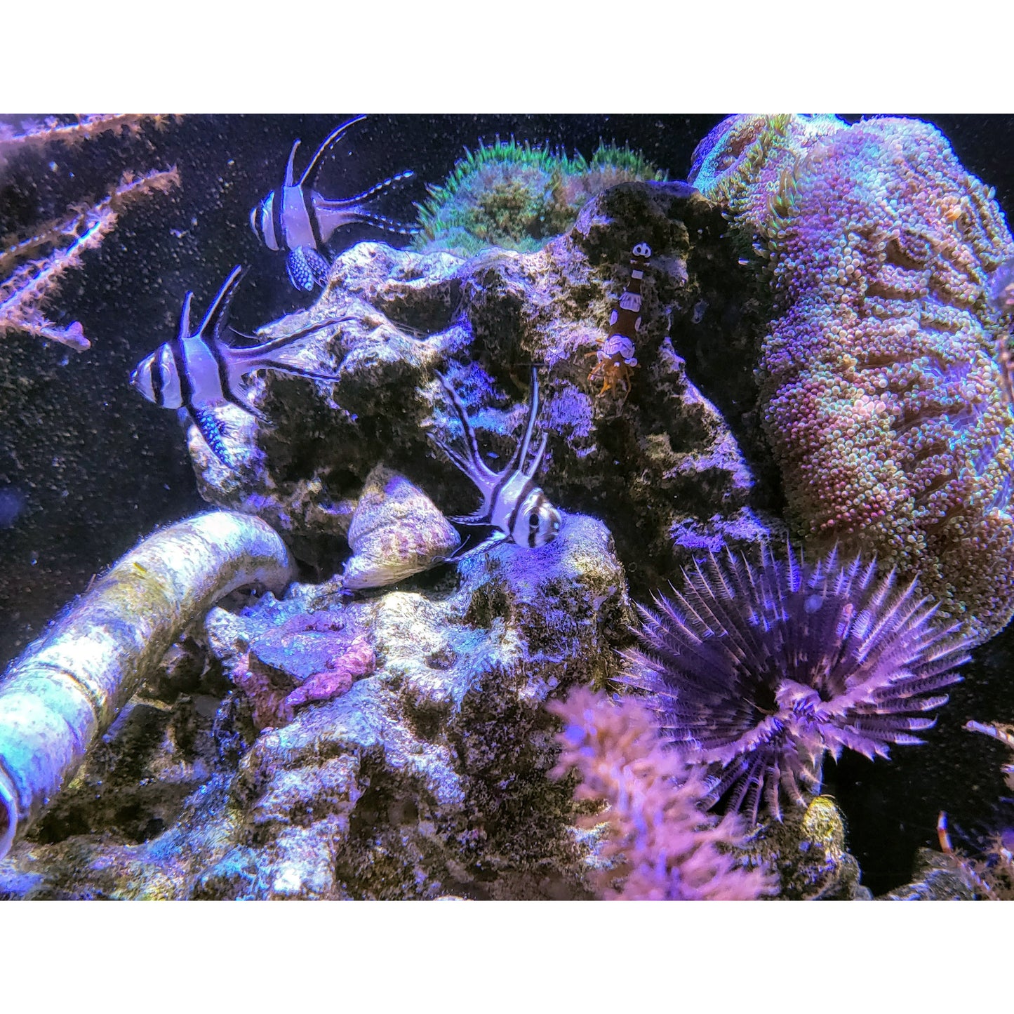 Banggai Cardinalfish - YoCamron’s Aquatics