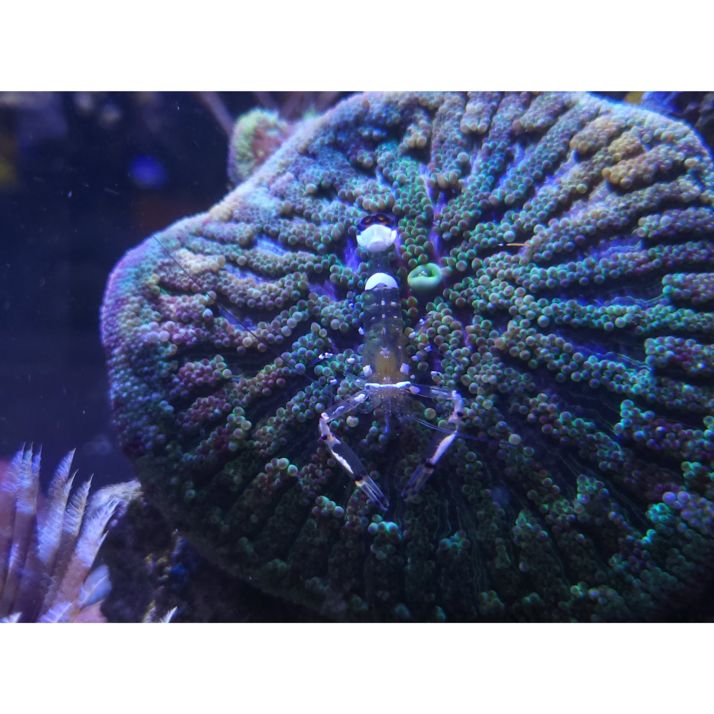 White Spotted Anemone Shrimp - YoCamron’s Aquatics