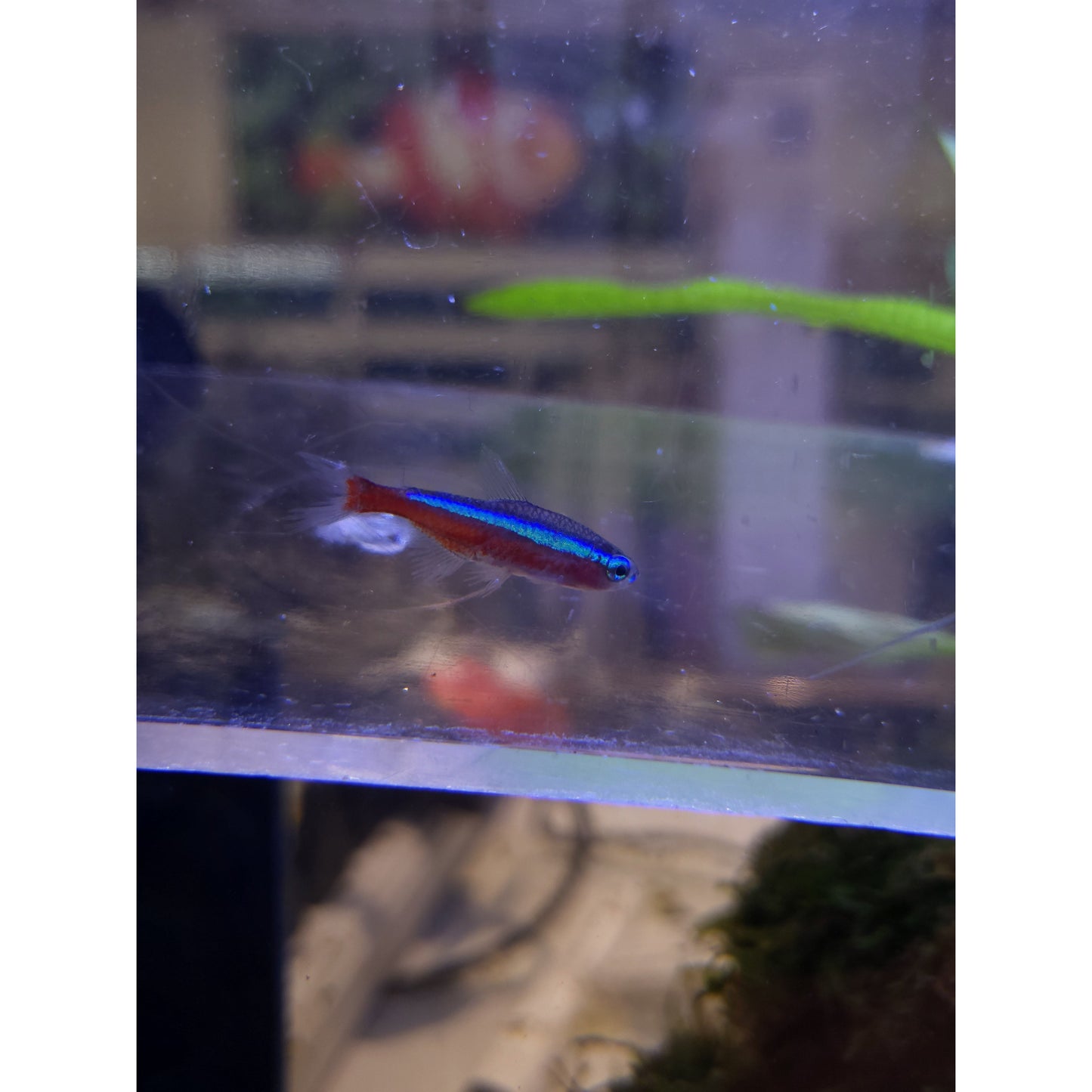 Cardinal Tetras - YoCamron’s Aquatics